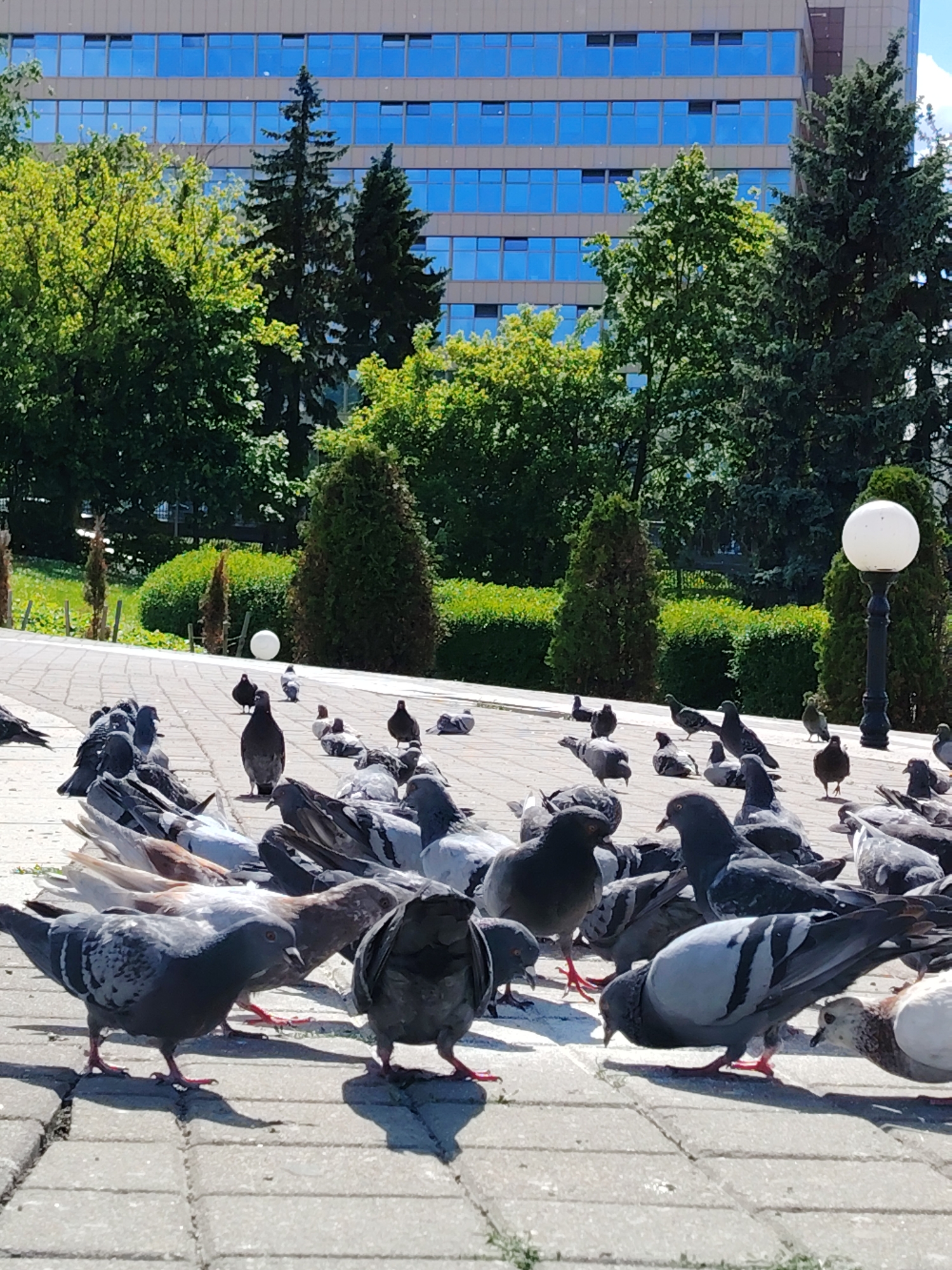 This full-shot image captures a sunny daytime scene in what appears to be a public park or square in Minsk, Belarus. The foreground is dominated by a large gathering of numerous pigeons on a light-colored paved pathway, made of rectangular pavers. The pigeons, predominantly grey with various white and darker markings, are scattered across the path, facing different directions. Many are looking downwards, suggesting they are foraging or pecking at the ground for food. Their shadows are clearly visible on the pavement, indicating bright sunlight.
In the midground, the paved path curves, flanked by green grassy areas featuring meticulously trimmed evergreen bushes and several tall, slender evergreen trees. A white spherical streetlamp on a dark pole stands on the right side of the midground. Another smaller, white spherical object, possibly a decorative element or another lamp, is visible further back on the left.
The background features a large, modern building with a facade characterized by horizontal stripes of brown material and numerous large, rectangular windows that reflect the clear blue sky. Several tall green deciduous trees and dark evergreen trees are positioned between the building and the park area, partially obscuring the structure. The sky above the building is clear and blue. There is no visible text in the image. The scene portrays a tranquil urban park environment with thriving bird life.