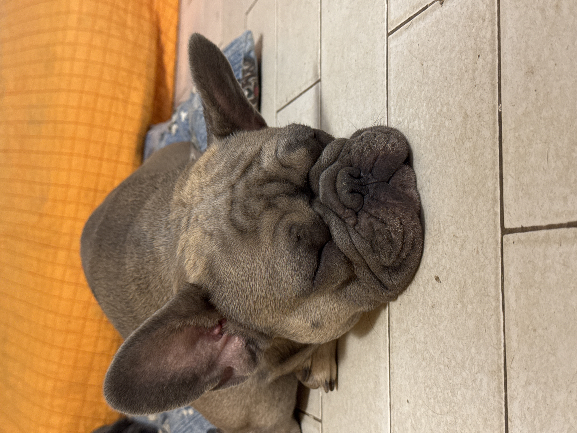 A fawn-colored French Bulldog is sleeping on its side on a tiled floor. The dog's eyes are closed, and its face is wrinkled. It is lying on a small blue cushion. In the background, there is an orange pillow or blanket. The scene is indoors, likely in a home, with a tiled floor that appears to be beige or light brown. There are visible grout lines between the tiles. The lighting suggests an indoor environment, possibly with natural light or artificial lighting. The location is the city of San Benedetto del Tronto, Italy.