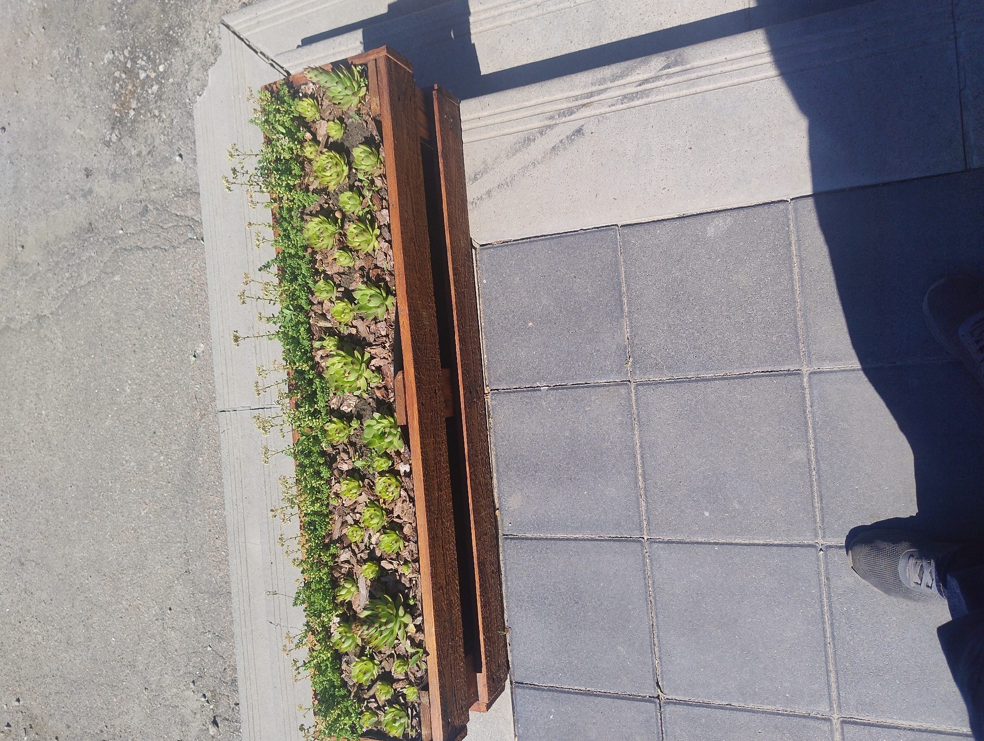 An overhead shot shows a long, wooden planter box filled with succulents and other small plants. The planter box rests on a tiled surface adjacent to a concrete walkway and asphalt. A person's feet, wearing a gray athletic shoe and dark pants, are visible in the lower left corner of the image, casting a shadow on the tiles. The scene is illuminated by bright sunlight, creating strong shadows.
