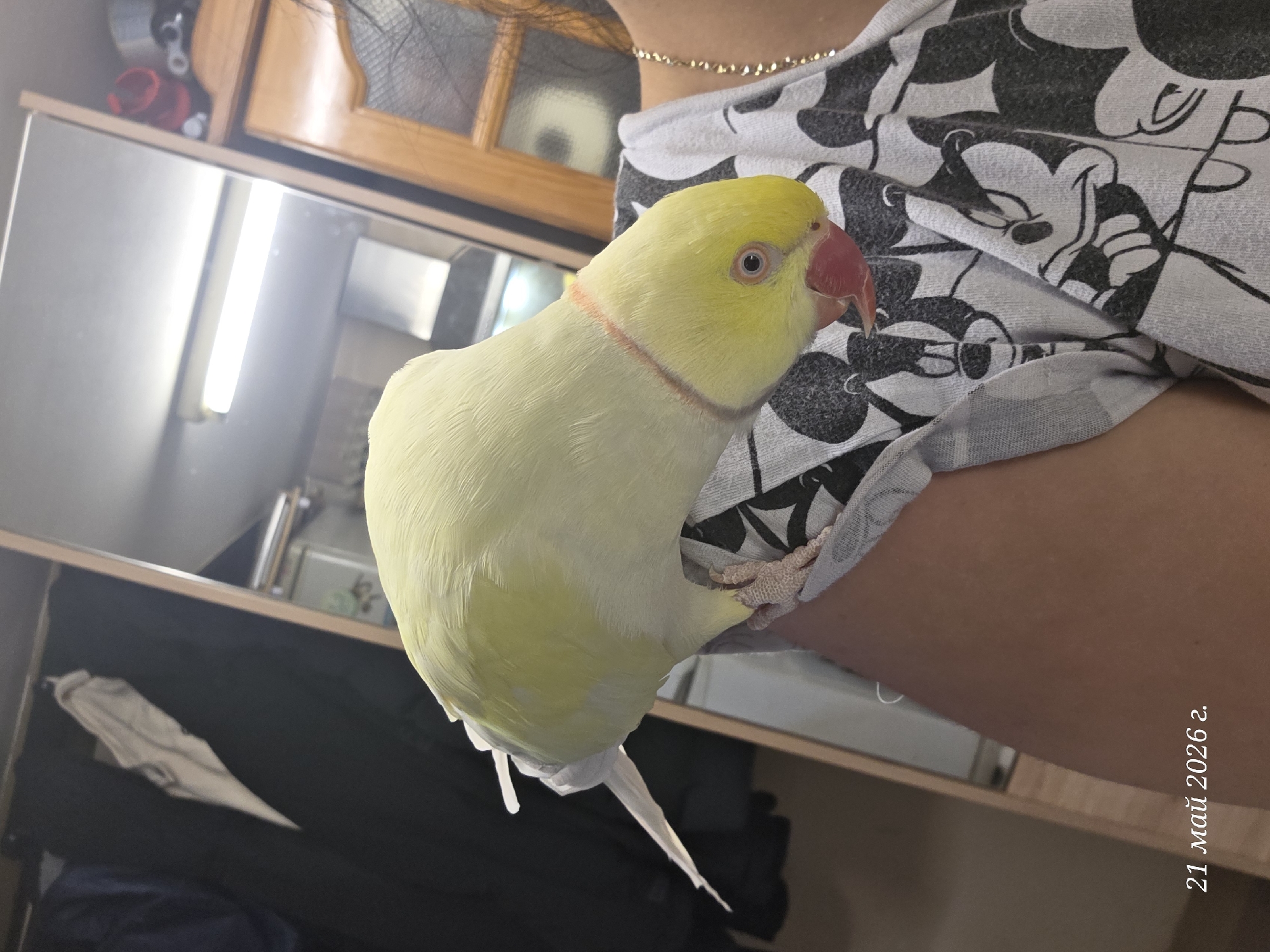 A yellow Indian ringneck parakeet perches on a person's shoulder. The person wears a gray t-shirt with a black Mickey Mouse pattern and a gold necklace. The background includes furniture and a mirror. A date, "21 май 2026 г.", is visible in the lower right corner of the frame. There is no evidence to suggest that this image was taken in Burgas, Bulgaria.