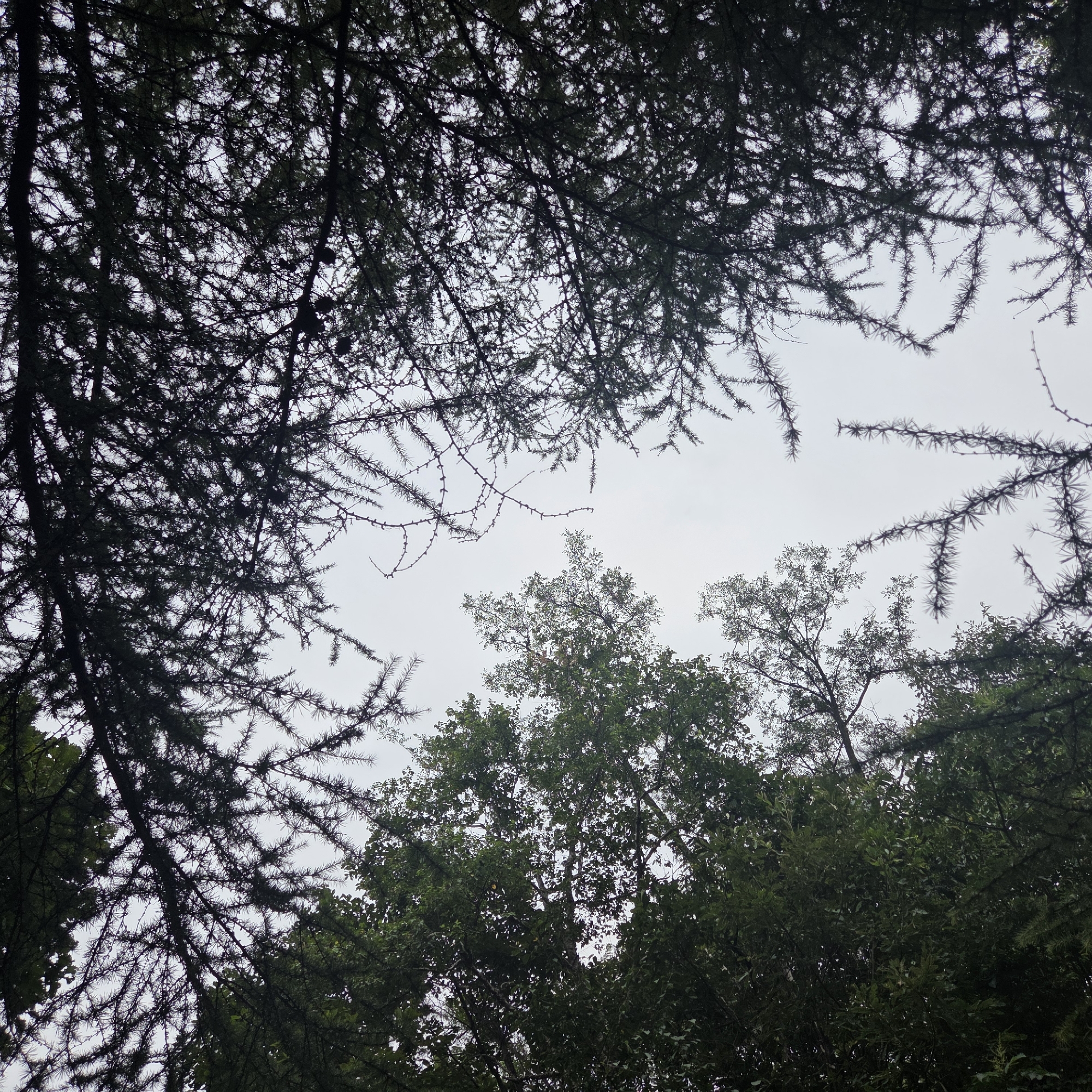 The image shows a view looking up through the canopy of trees towards a cloudy sky. Dark, needle-like branches, characteristic of a conifer such as a pine or fir, dominate the foreground and upper portion of the frame. These branches are silhouetted against the bright, overcast sky, with some smaller cones visible among the needles. In the lower half and mid-ground of the image, a dense canopy of deciduous trees with lush green foliage is visible. The overall impression is of being beneath a thick forest cover on a day with diffused light. The location is identified as Gapcheon-myeon, South Korea. There are no people or animals visible in the image.