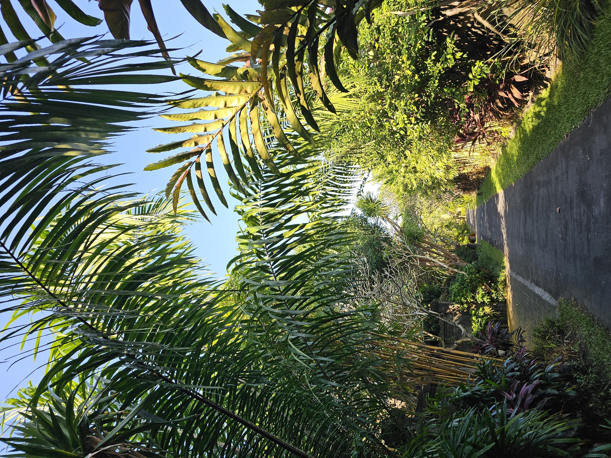 This is a vertical, eye-level, outdoor shot looking down a paved pathway lined with lush tropical vegetation and palm trees. The scene appears to be a walkway within a resort or park setting, possibly in Denpasar, Indonesia, given the prevalent tropical flora. The pathway is dark asphalt and curves gently into the distance. On the left side of the path, there are dense green plants, including large palm fronds that frame the top of the image. Further down the left, there are tall stalks of bamboo, a stone wall, and lighter green foliage. On the right side of the path, there is a strip of neatly mowed green grass, followed by a dense arrangement of green bushes and shrubs, with some dark reddish-purple foliage interspersed. Sunlight casts dappled shadows from the trees onto the pathway and grass. The sky above is a clear, bright blue. No people or animals are visible. The overall impression is one of a tranquil, verdant tropical environment.