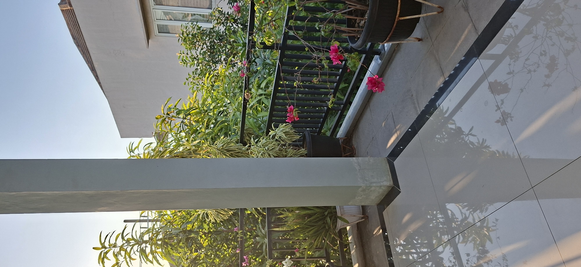 This is an outdoor photograph of a balcony area of a residential building, likely in Surabaya, Indonesia, given the vegetation and architectural style. The image is captured during daylight, with the sun casting long shadows across the reflective tiled floor of the balcony. A large, light-colored rectangular pillar stands prominently on the left side of the frame, partially obscuring a lush display of plants and flowers.
The balcony railing, made of black metal bars, separates the balcony from the surrounding greenery. Various potted plants are visible, including a large dark pot with vibrant pink bougainvillea flowers cascading over the railing. Another potted plant to the left appears to be a Sansevieria (snake plant) in a white pot. The background reveals the exterior of a building with cream-colored walls and windows, suggesting it's part of a house or apartment complex. The sky is clear and light blue, indicating a bright, sunny day. The overall scene evokes a sense of tranquility and domesticity.