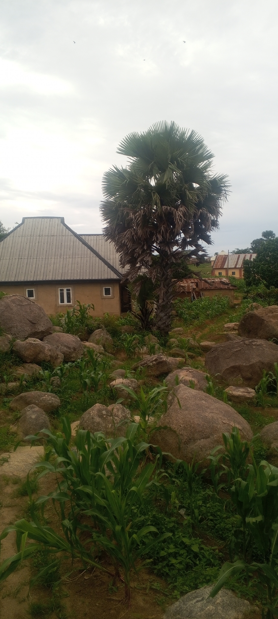 The image depicts a rural scene in Ohit, Nigeria, with a focus on a residential compound and its natural surroundings. A single-story building with a corrugated metal roof and tan walls is visible on the left side of the frame. It has several rectangular windows. In front of the building and stretching across the foreground is a rocky landscape dotted with young corn plants. The terrain is uneven, with large boulders of various sizes. A prominent palm tree with a thick trunk and dense, fan-shaped fronds stands to the right of the building, partially obscuring it. In the background, additional buildings with similar corrugated roofs and distant trees can be seen. The sky is overcast with a pale, hazy quality. Three birds are subtly visible in the upper portion of the sky. The overall impression is one of a simple, functional dwelling integrated into a rugged, agricultural environment.