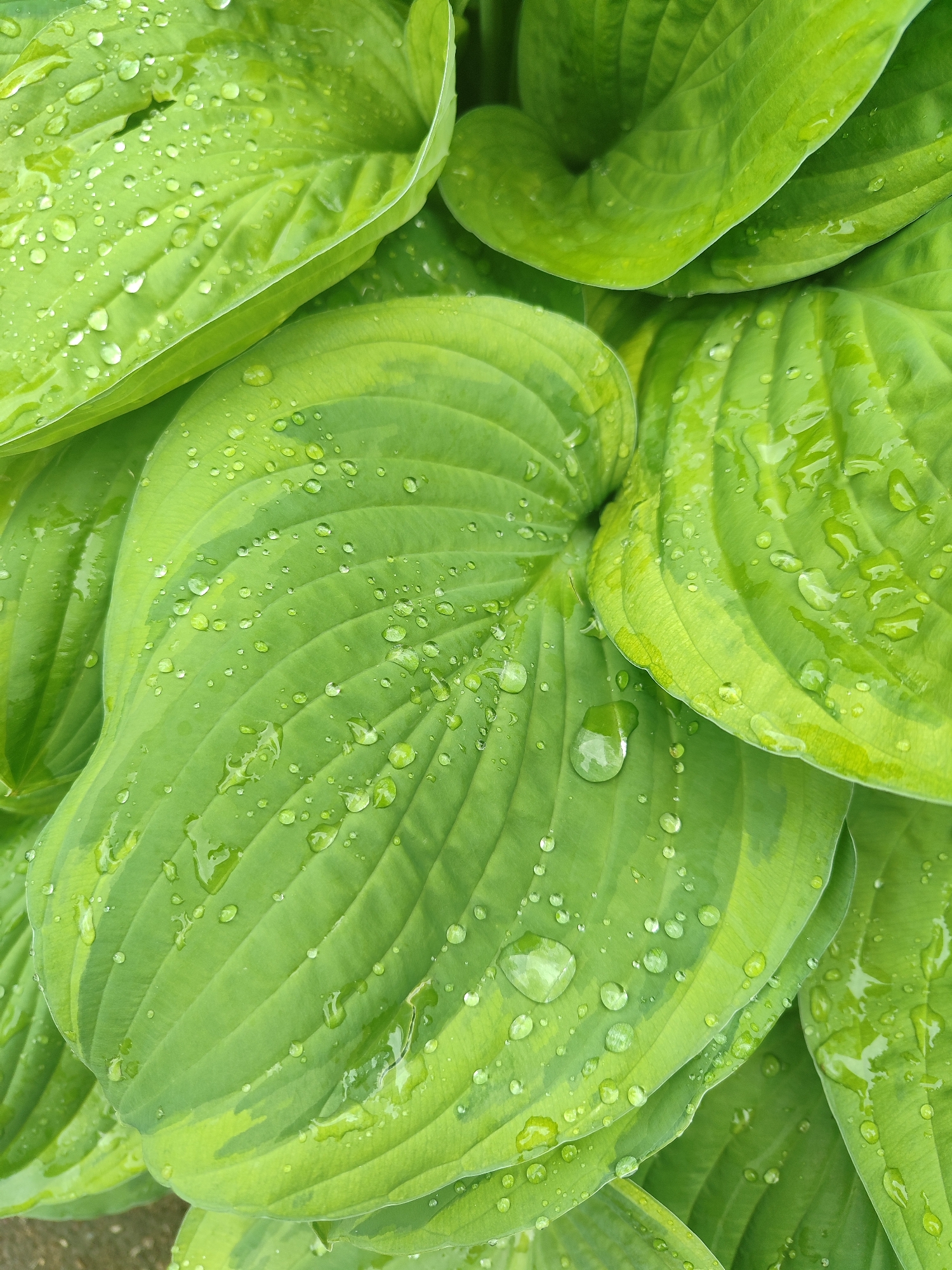 This is a close-up, overhead shot of several large, green hosta leaves glistening with numerous water droplets, likely from recent rain. The leaves have prominent veins running through them, and some exhibit a subtle variegation of lighter green. The droplets vary in size, from tiny beads to larger, more pronounced spheres, and they reflect the light, creating small highlights. The focus is sharp on the leaves and water, with the background blurred, suggesting a shallow depth of field. The bottom left corner of the image shows a hint of a textured, grayish surface, possibly pavement or soil. The scene is entirely natural and appears to be outdoors. No people or animals are visible. The lighting is diffused, indicating an overcast or shady condition.