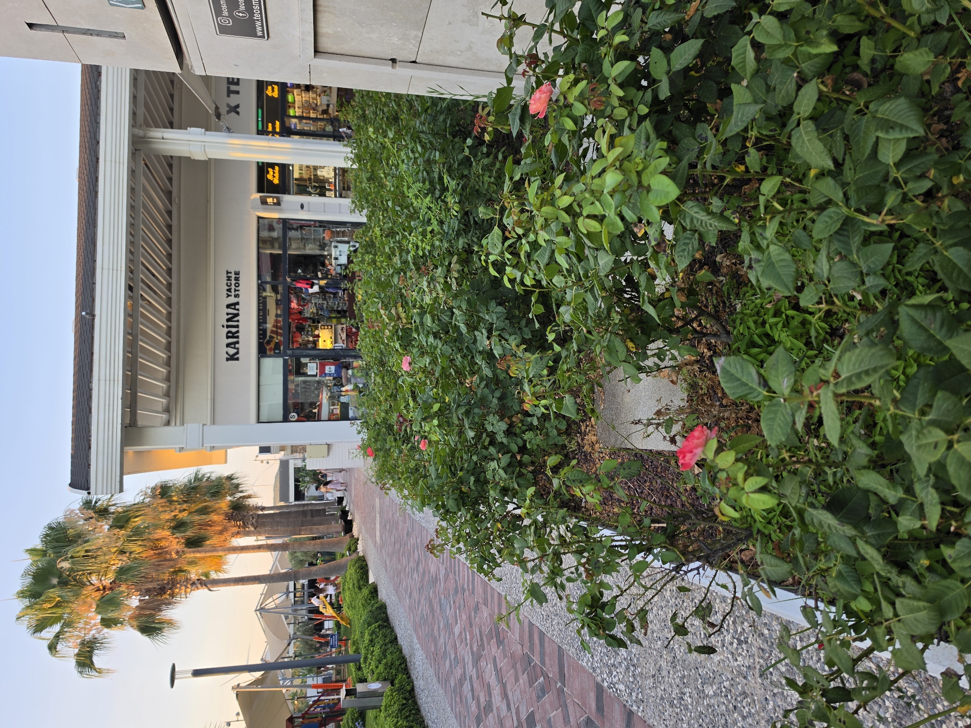 The image depicts an outdoor scene in Seferihisar, Turkey, likely a commercial area adjacent to a waterfront or marina. In the foreground, a densely planted rose garden with several pink and red roses is visible, with lush green foliage. A paved walkway, constructed with reddish-brown bricks and bordered by gravel, runs along the left side of the rose garden. Behind the garden, a modern building with white awnings and large glass storefronts houses shops, including one labeled "KARINA YACHT STORE" and another with "X TE". Palm trees with long, drooping fronds are positioned behind the walkway and to the left of the building, some illuminated by the warm glow of late afternoon or early evening sun. In the background, a playground with colorful structures and a clear sky suggest a public or recreational space. A few people are casually walking along the path, and a lamppost stands near the playground. The overall impression is one of a pleasant, well-maintained commercial and recreational area.