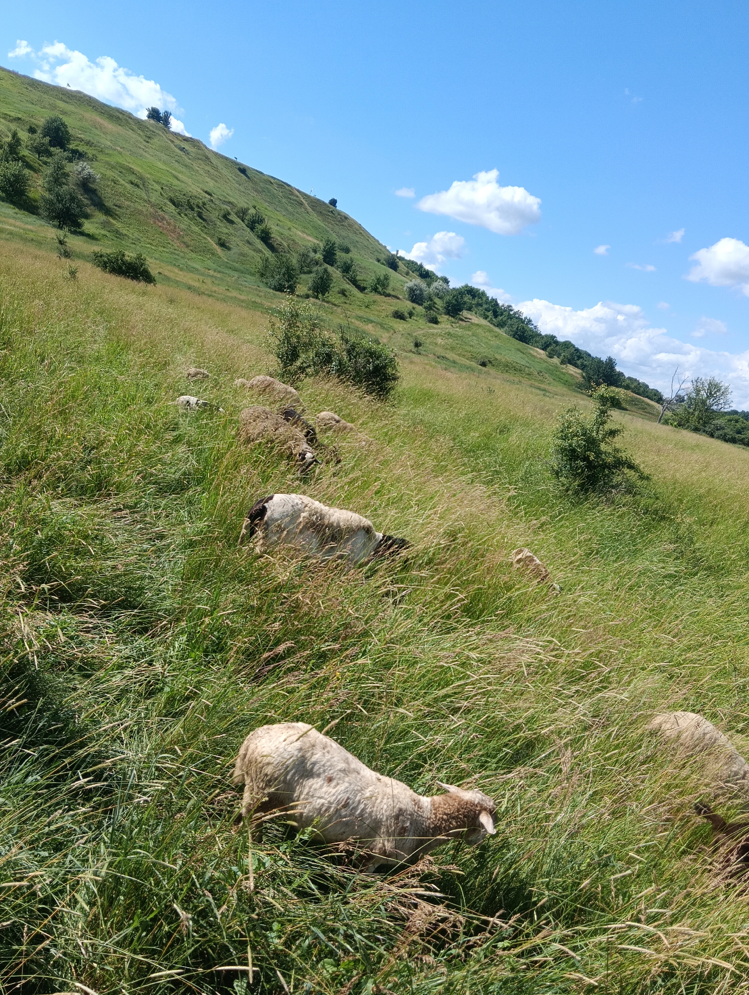 The image shows a flock of sheep grazing in a grassy, hilly area under a blue sky with scattered clouds. The sheep are scattered across the slope, with some in the foreground and others further up the hill. The grass is tall and appears to be a mix of green and dried stalks. The background features more trees and a gentle slope leading up to the crest of the hill. There are no visible man-made structures or people.
