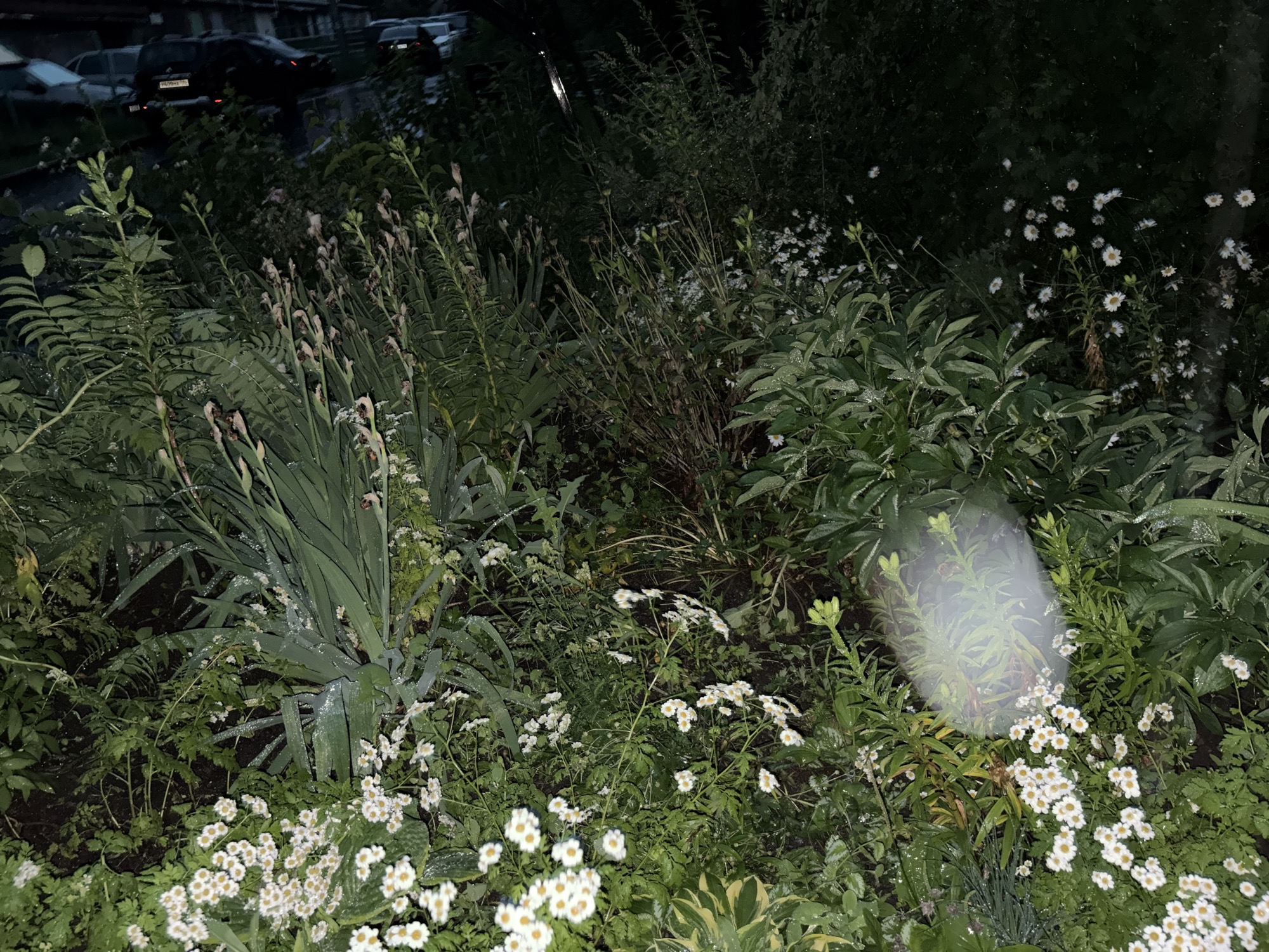 The media file depicts a dense garden with various plants and flowers, likely taken at night or in very low light conditions, as indicated by the overall darkness and the presence of artificial light sources reflecting off the water droplets on the leaves. The scene is dominated by lush green foliage, with several clusters of small white flowers, possibly daisies or chamomile, scattered throughout. In the background, dimly visible, are several parked cars and a hint of buildings, suggesting an urban or suburban setting. The image is also affected by a bright, hazy light artifact in the center-right, which could be a lens flare or a light source directly in front of the camera. The wetness on the plants suggests recent rain or dew. The overall mood is somewhat mysterious and tranquil due to the low light and the focus on nature. There is no visible text in the image.