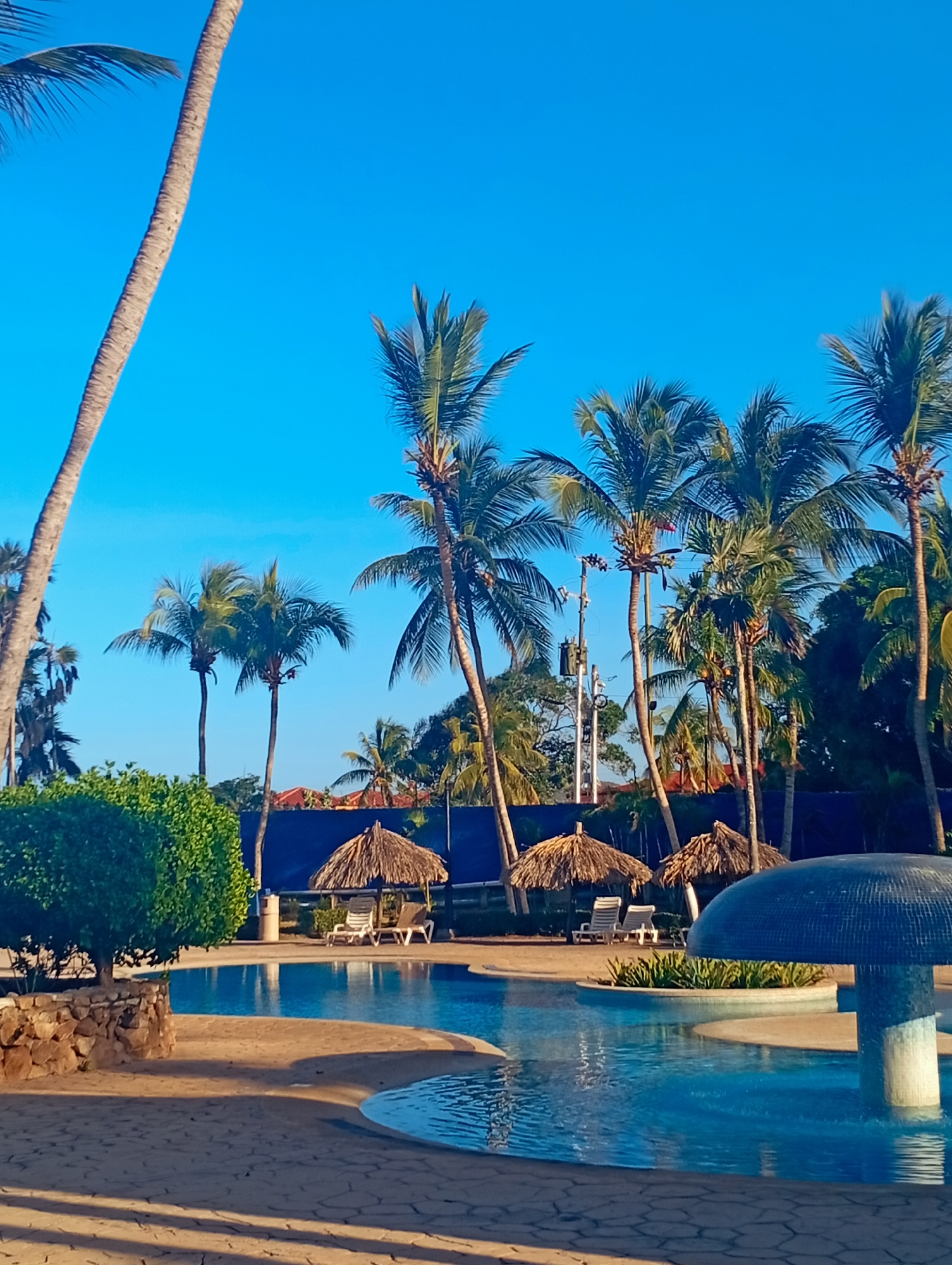 This image depicts an outdoor swimming pool area in Playa El Agua, Venezuela, under a clear blue sky. The scene is dominated by numerous tall palm trees with green fronds, distributed across the frame. In the foreground and mid-ground, a free-form swimming pool with blue water occupies the lower half of the image. The pool is surrounded by light brown, irregular-shaped pavers.
Key objects include:
* **Two thatched palapa-style umbrellas**, each providing shade over two unoccupied white plastic lounge chairs. These are situated on the paved area around the pool, towards the mid-ground.
* **A distinctive mushroom-shaped water feature**, tiled in dark blue, located within the pool in the lower right. Water is visible flowing or still around its base.
* **Green shrubbery**, including a manicured bush enclosed by a low stone wall planter on the left, and other foliage near the pool's edge.
In the background, a dark blue fence or barrier runs horizontally. Behind this fence, several buildings with orange or reddish tiled roofs are partially visible through the palm trees. A utility pole equipped with transformers and wires is discernible among the palm trees on the right side of the mid-background. No people are present in the scene. The lighting suggests bright daylight with defined shadows on the paved surface.