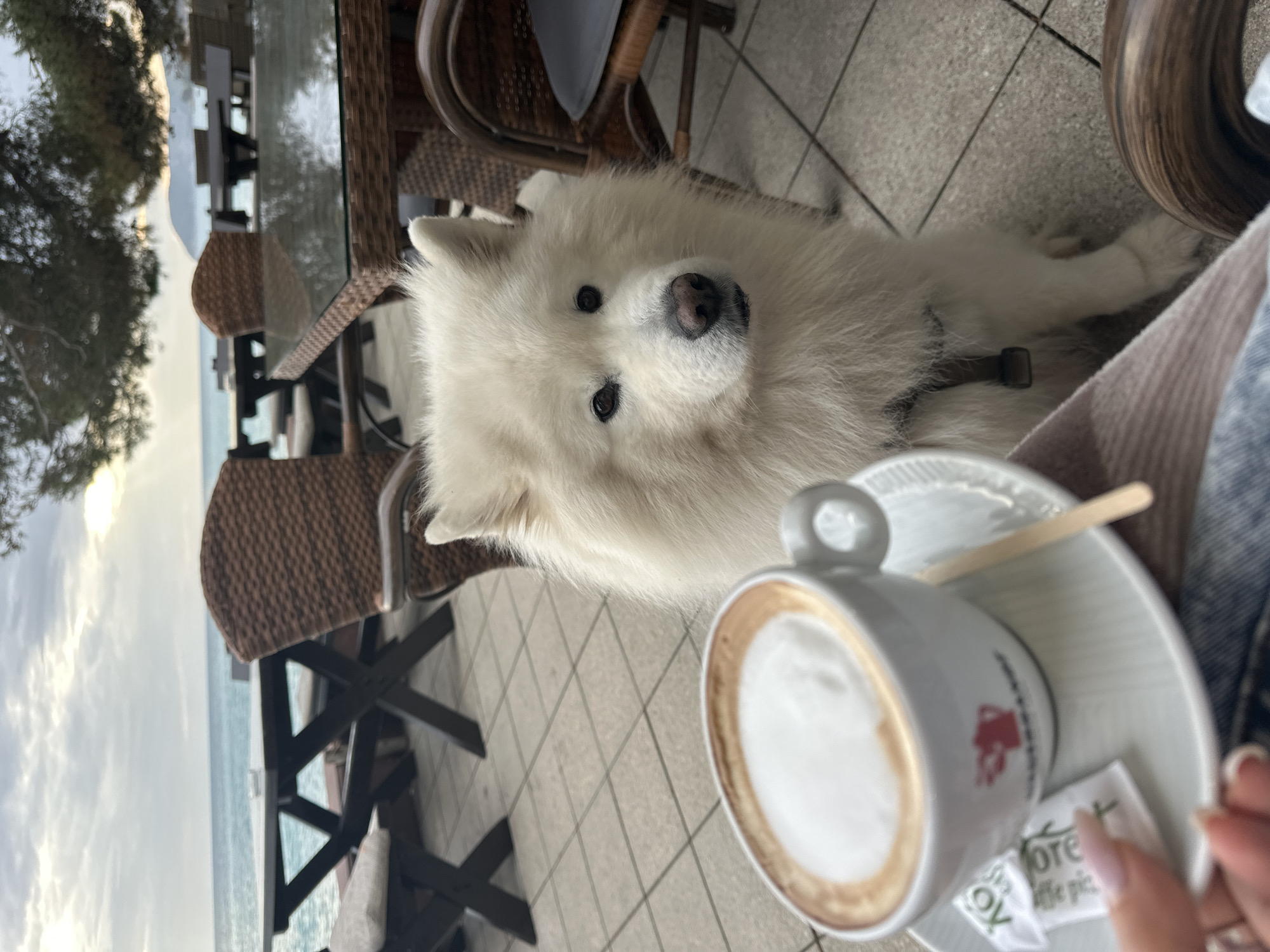 The image shows a fluffy white Samoyed dog sitting next to a cup of coffee on a saucer with a small spoon, on a tiled surface. The coffee cup has a red design on it and is next to sugar packets. The scene appears to be at an outdoor cafe with woven furniture. In the background, through the furniture, is a view of the sea and distant land, indicating the location is by the coast. Considering the city provided, Bar, Montenegro, it is likely a cafe with a sea view in that city. A person's hand is visible in the lower right. The dog is wearing a collar.