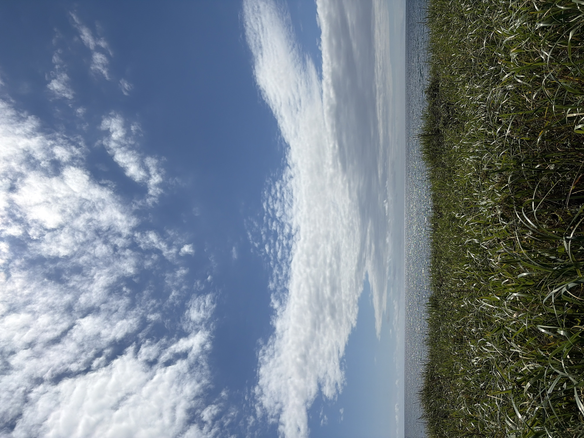 This is a landscape photograph taken from a low angle, looking out over a field of tall, green grass towards a body of water and a sky filled with clouds. The grass dominates the foreground, with its blades catching the light and creating a textured surface. In the middle ground, the ocean stretches to the horizon, its surface shimmering with sunlight. The sky above is a vibrant blue, with a mix of fluffy white clouds and thinner, wispy formations. The overall impression is one of a bright, natural, and peaceful scene. There are no people or man-made structures visible in the image, and no specific identifiable landmarks are present. The location in Beregovoe, Russia, is not evident from the visual elements of the photograph.