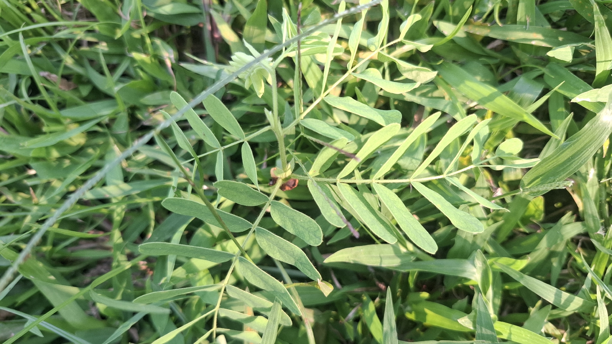 A close-up, eye-level shot captures the lush green foliage of a plant, likely in the city of Rahong, Indonesia. The plant's leaves are small, oval-shaped, and arranged in a pinnately compound fashion along a slender stem. The leaves exhibit a vibrant green hue, with some showing hints of sunlight filtering through, creating subtle variations in shade and texture. The background is a dense tapestry of more green leaves and blades of grass, suggesting a natural, possibly unmanicured setting. A small, reddish-brown object, possibly a seed pod or a small insect, is visible near the center of the frame, attached to the main stem. The lighting indicates it is daytime, with the sun casting soft shadows and highlighting the glossy surfaces of the leaves. There are no people or discernible human activity in the scene.