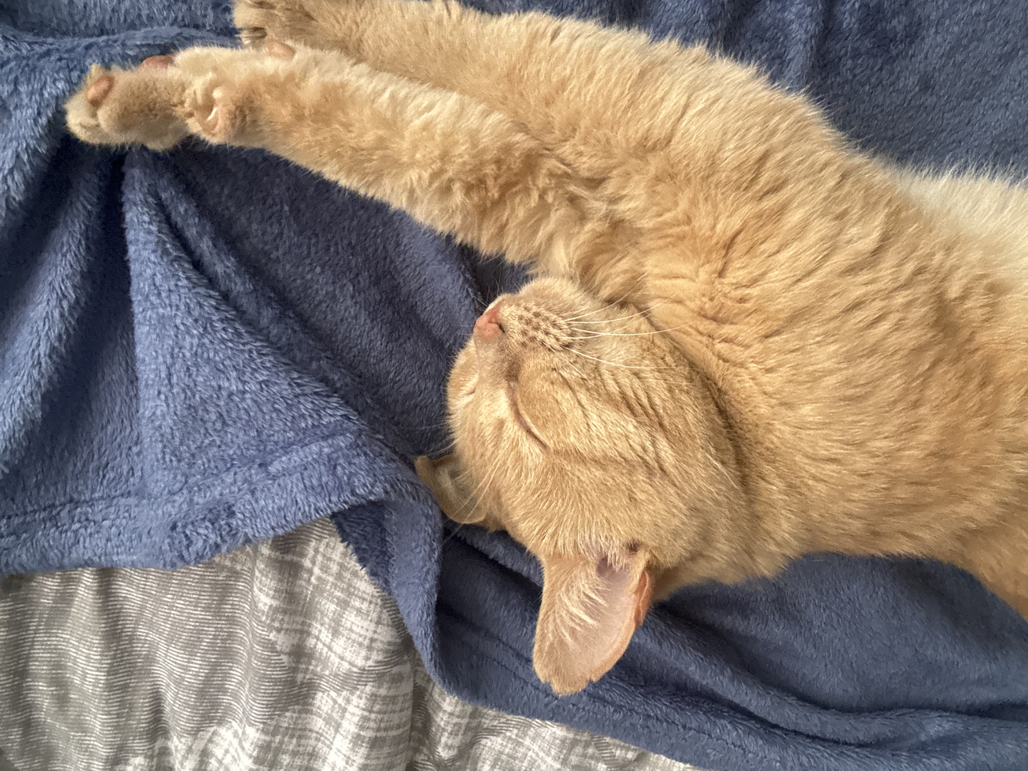 An orange tabby cat is sleeping on a bed. The cat is lying on its back with its eyes closed, and its front paws are stretched out above its head. The cat is nestled into a blue blanket, which is partially covering a grey and white striped blanket. The image is taken from a top-down perspective. The scene is indoors, likely a bedroom. There is no indication of the location in the city of Chaikovsky, Russia.