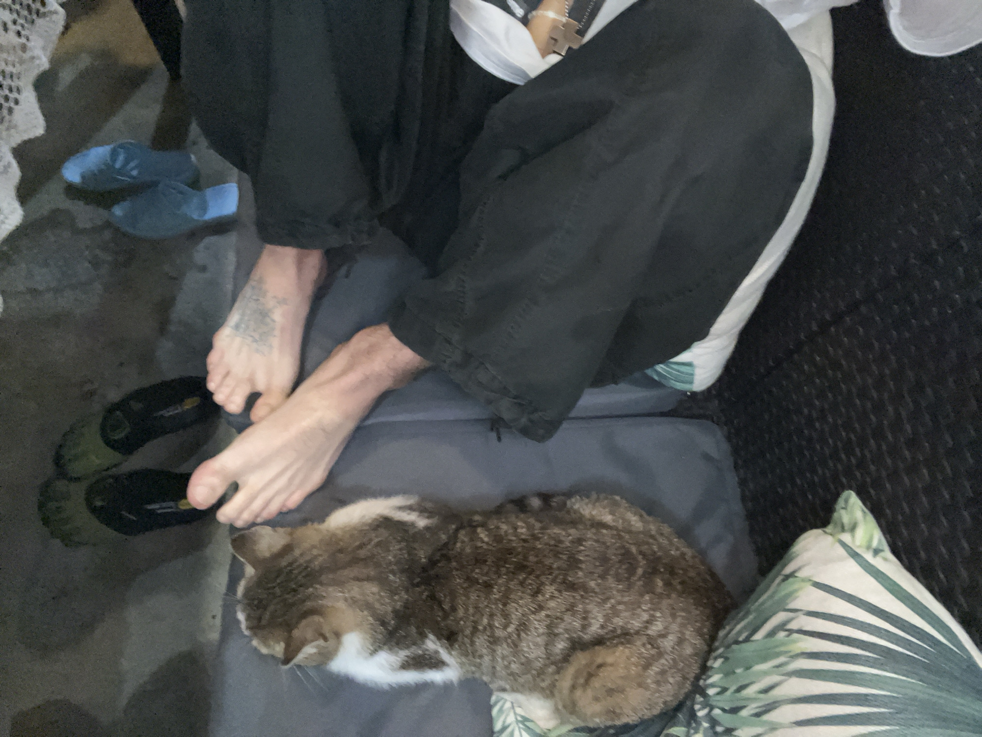 A person is seated with bare feet, wearing dark pants, on a cushion next to a cat. The cat is lying on the cushion. Nearby are two pairs of shoes, one blue and one dark with individual toe slots. A palm leaf-patterned pillow is also visible. The location is unspecified and unidentifiable as Sochi, Russia based on the provided image.