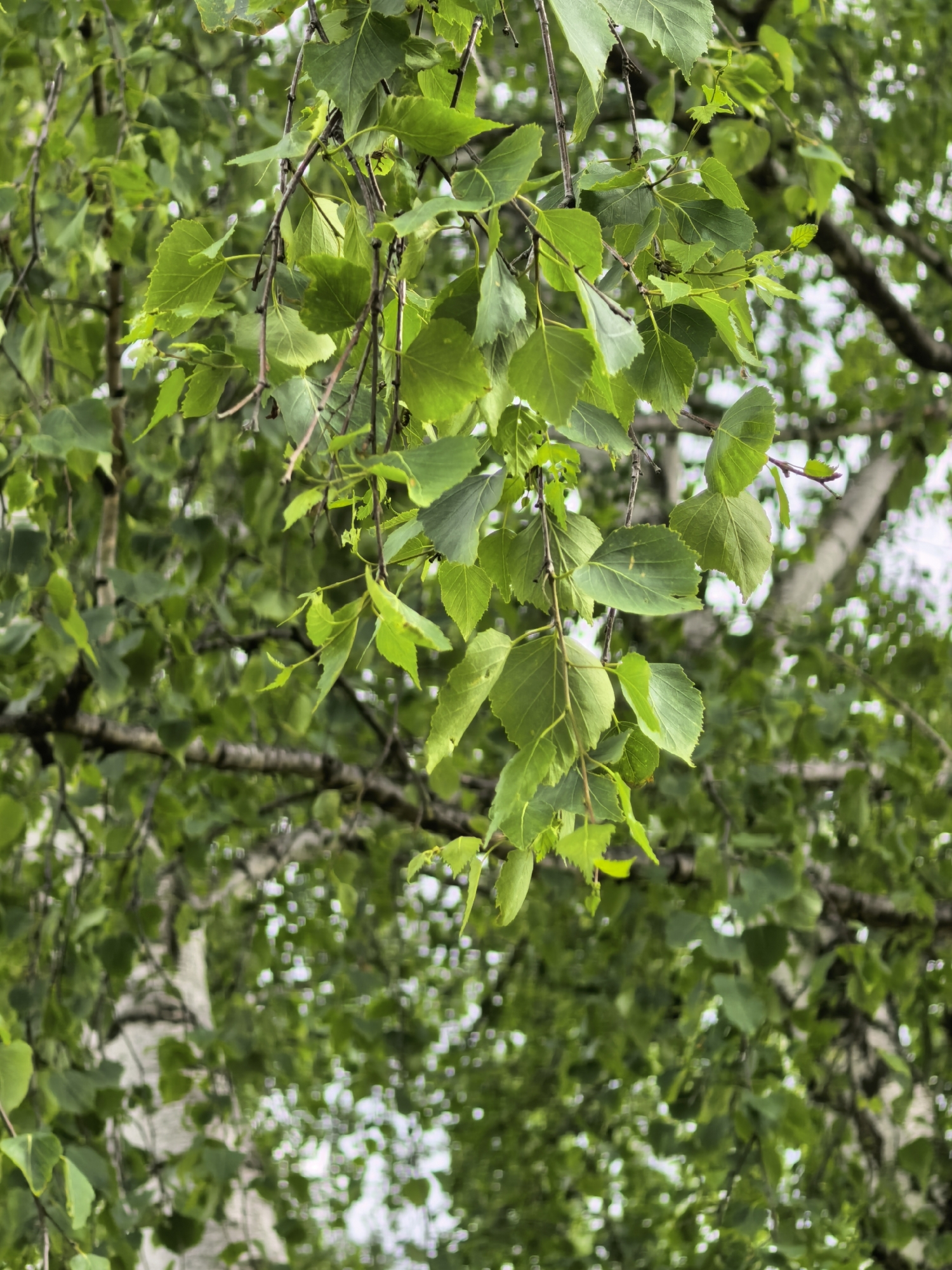 The image depicts a close-up view of a birch tree, identifiable by its distinct bark and characteristic leaf shape. The leaves are green, and the branches are thin and brown. The overall composition suggests a natural setting, possibly a park or forest. While the image does not feature any people, subjects, or objects, the context suggests it might have been captured near Sterlitamak, Russia, as requested. There is no visible interaction or actions occurring in this image.