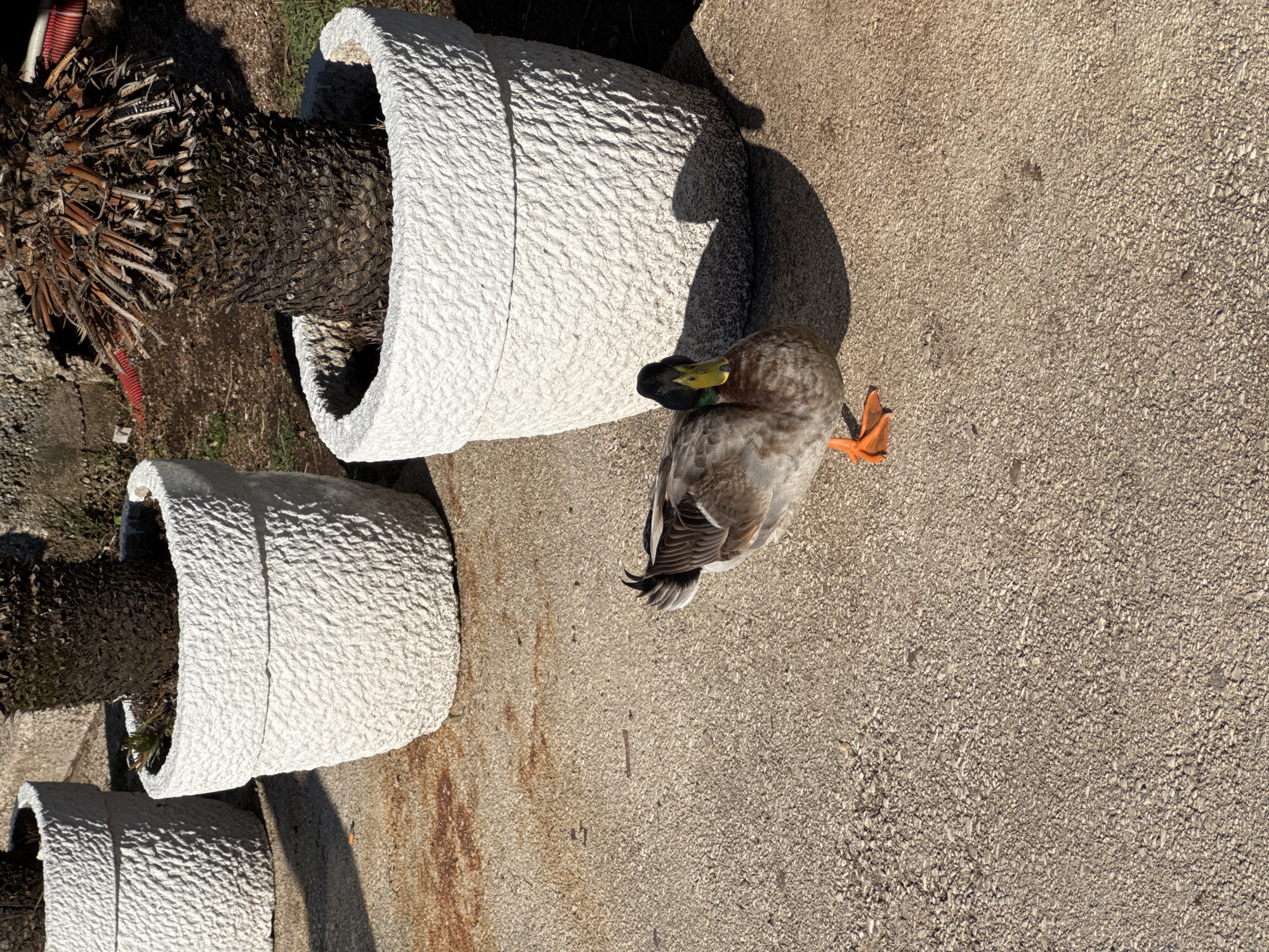 A medium-high-angle shot depicts a drake mallard duck standing on a textured beige surface, presumably concrete or asphalt, next to a series of three white, cylindrical planters arranged in a receding line. The first planter contains a palm tree with dried fronds. The duck faces away from the planters with its left leg raised and its head tucked into its back. The setting appears to be outdoors in daylight. There is no explicit visual information within the scene to confirm its location in the city of Budva, Montenegro.