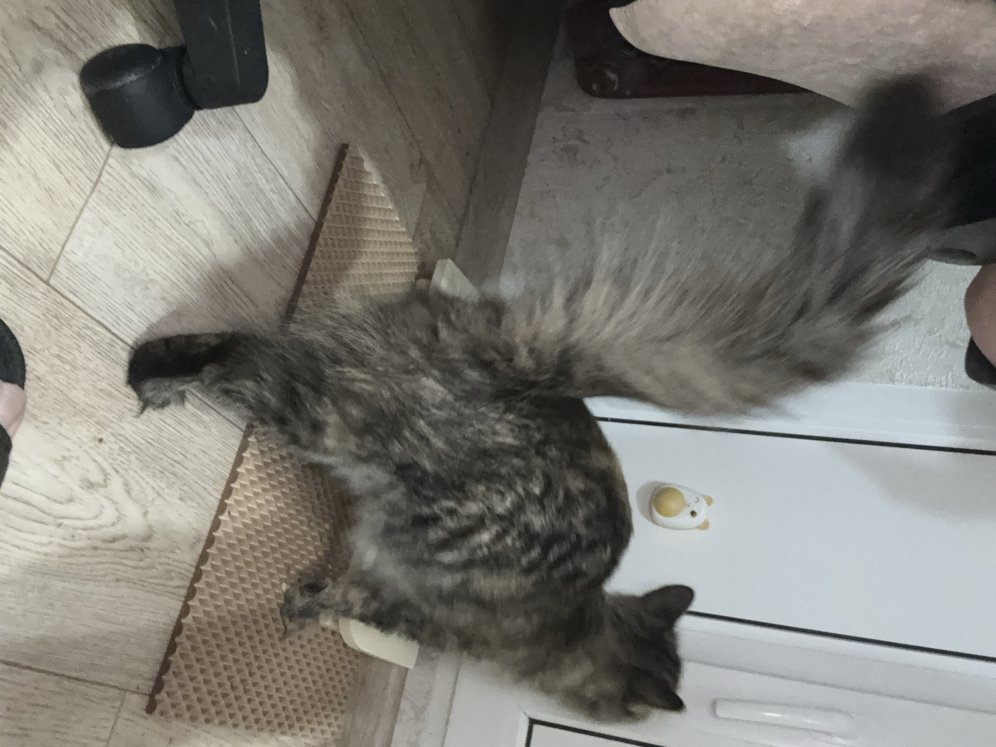 A fluffy grey and brown tabby cat stands on a beige textured mat on a light-colored wooden floor. The cat's large, bushy tail is held high and to the left. The cat is facing away from the viewer, towards a white vertical surface that appears to be a door or cabinet. A small, yellow and white bear-shaped magnet is attached to the white surface. To the left of the cat, a black office chair caster is visible on the floor. The environment appears to be indoors, possibly a home. There is no visible indication of the location being in the city of Saratov, Russia.