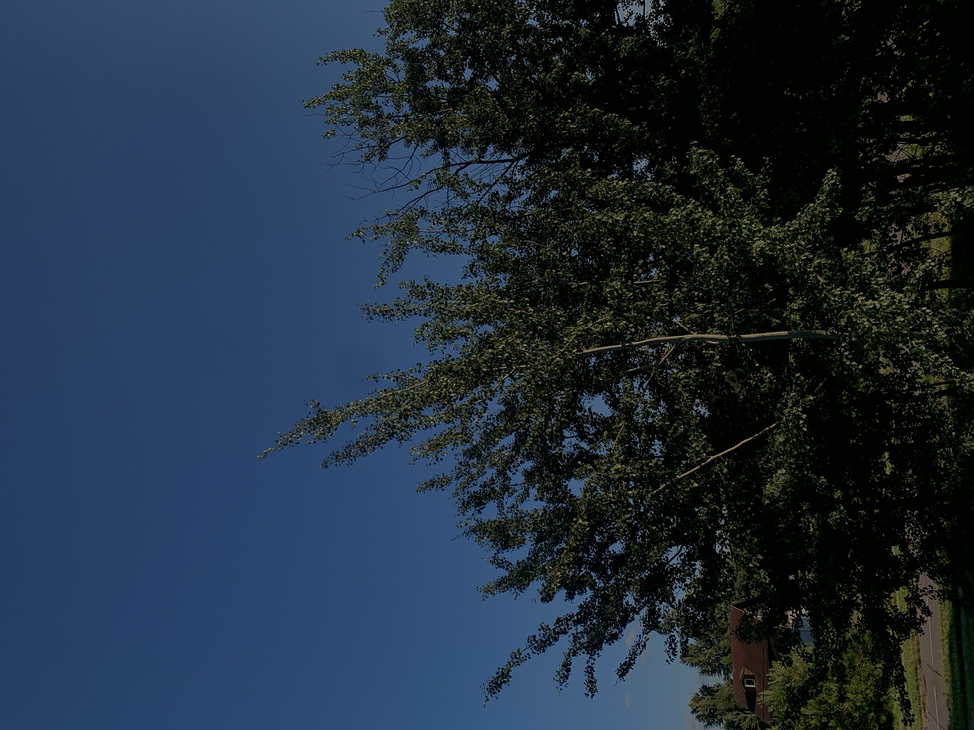 This is a full-frame, eye-level outdoor photograph taken on a clear day, likely in the city of Minsk, Belarus. The image is dominated by a deep blue sky, taking up approximately the top two-thirds of the frame. In the foreground and midground, a dense canopy of green trees with many leaves obscures much of the view. The leaves are lush and verdant, suggesting a warm season. Some bare branches are visible amongst the foliage, particularly in the center and right side of the image.
In the lower left quadrant, a small portion of a house with a brown roof and a dormer window is visible, partially obscured by the trees. A road or path with a white line marking is present in the far lower left, running horizontally. The presence of the house and road suggests a suburban or edge-of-city environment. The lighting indicates it is daytime, with the sun likely positioned high in the sky. There are no people or animals visible in the frame. The overall impression is one of natural greenery against a clear sky, with a hint of human habitation.
