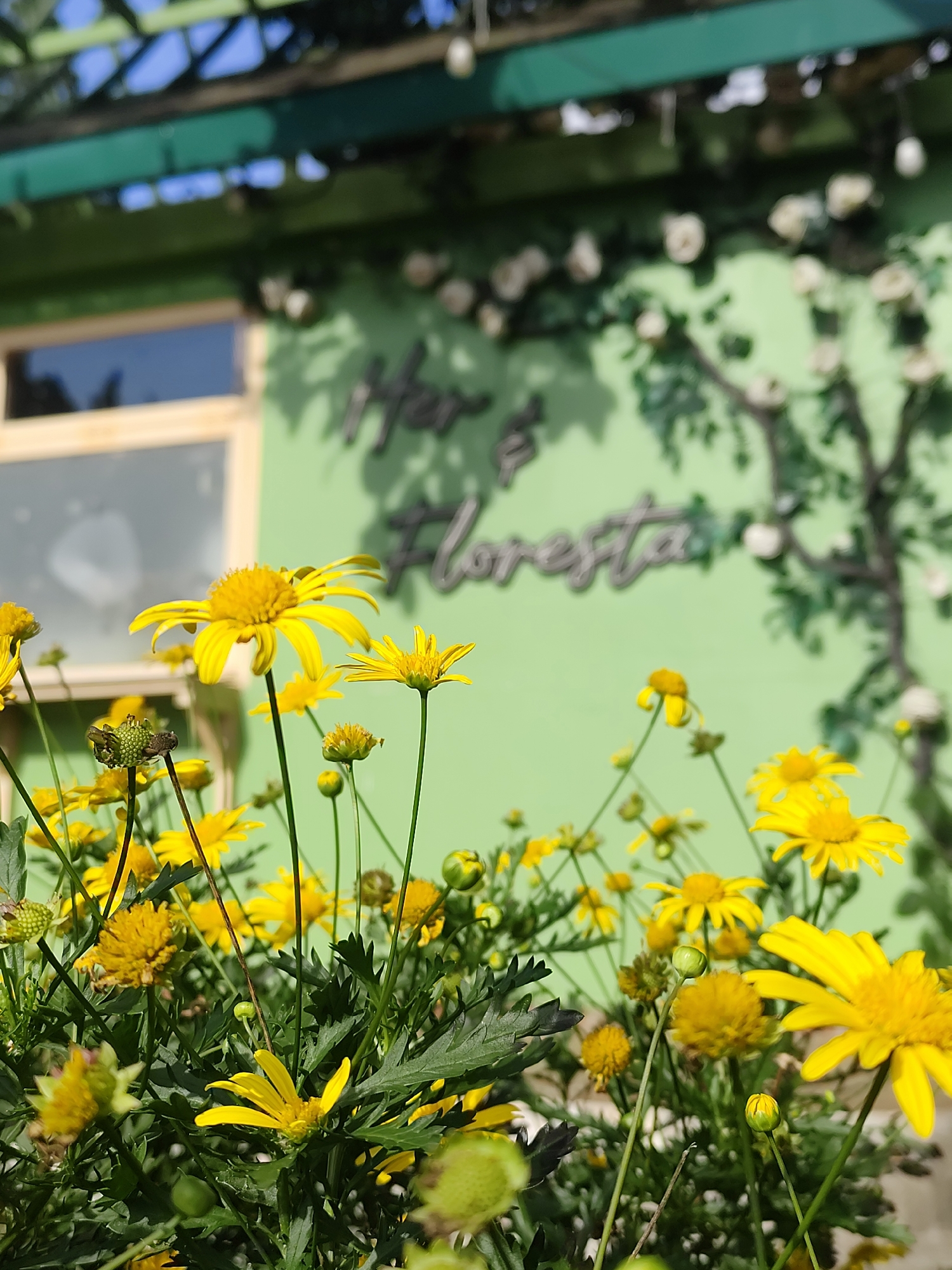 This is a medium shot, taken from a slightly low angle, of a cluster of bright yellow daisies in the foreground, with a light green building and a blue sky in the background. The daisies are in various stages of bloom, with some fully open and others still in bud. Their petals are delicate and pointed, and their centers are a vibrant yellow. The building behind them has a light green painted wall with a large window that reflects the sky. A stylized neon sign, spelling out "Her & Floresta" in a cursive font, is mounted on the wall. The sign is illuminated with a white light, casting a faint glow on the wall. Above the building, a green trellis structure is visible, with what appear to be strings of lights or decorative elements hanging from it. The scene is bathed in bright sunlight, creating strong highlights and shadows. This scene is likely a cafe or a flower shop, and the bright and cheerful atmosphere suggests it is a popular spot for visitors, potentially in the city of Da Lat, Vietnam, known for its flower gardens and European-inspired architecture.