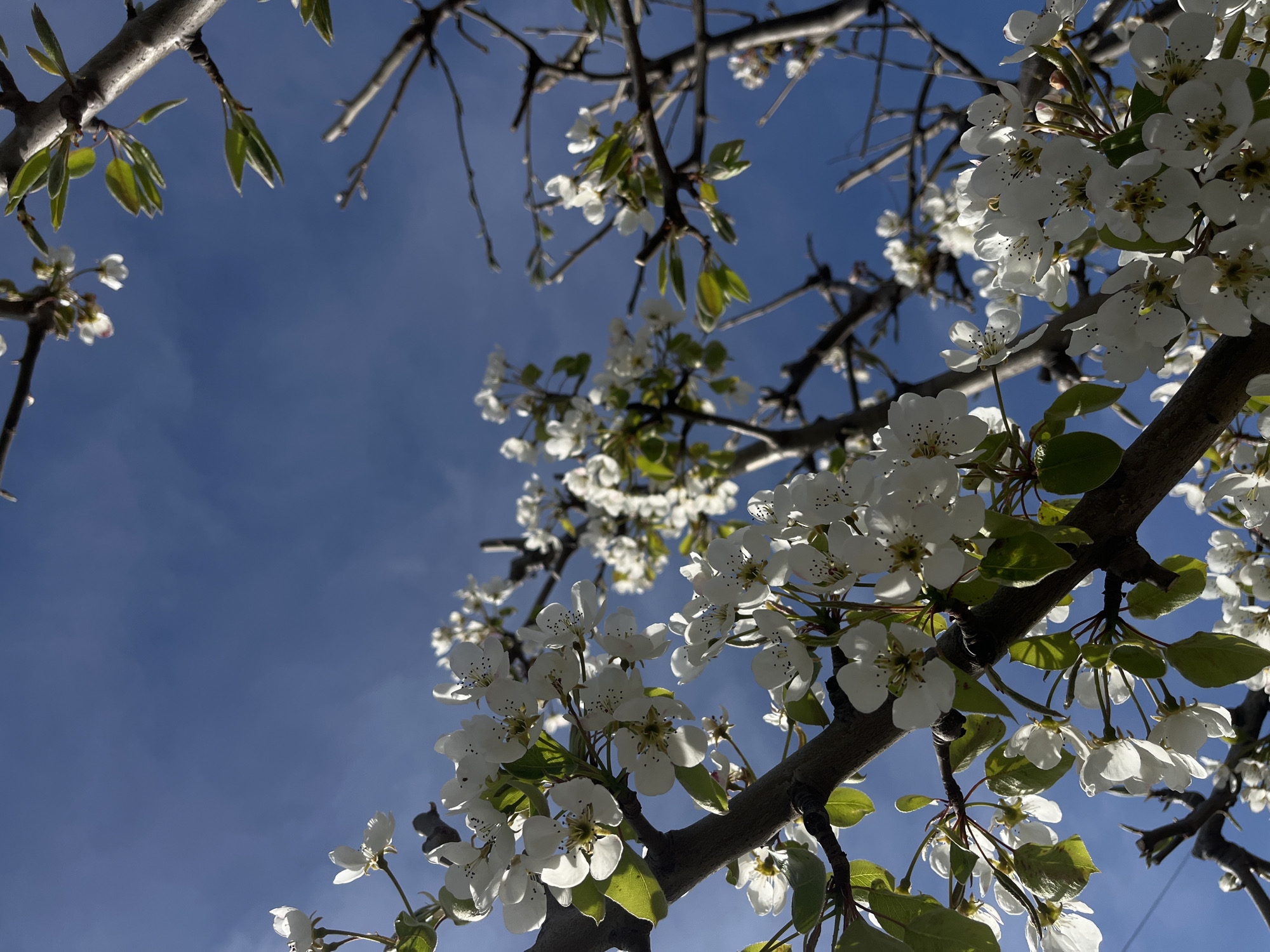 The media file displays a natural scene captured from a low angle, looking up through the branches of a blooming tree against a clear blue sky. The primary subjects are numerous white blossoms and emerging green leaves clustered along dark, woody branches.
The tree is in full bloom, showcasing the beauty of spring. The white flowers have distinct petals and visible dark or yellow stamens at their centers. Bright sunlight illuminates the blossoms, making some appear translucent and casting subtle shadows. Many clusters of flowers are dense, while some individual blossoms are also visible. Small, vibrant green leaves are present on many of the flowering branches, indicating new growth. Other branches, particularly in the upper left, appear mostly bare.
The sky is a rich, unblemished blue, with only faint, diffuse cloudiness visible. This suggests bright and sunny weather. The time of day appears to be daytime, likely morning or early afternoon, given the intensity of the light and the high position of the sun relative to the viewpoint. There is no visible text in the image. The scene evokes a sense of renewal, natural beauty, and the freshness of spring in Lozarevo, Bulgaria.