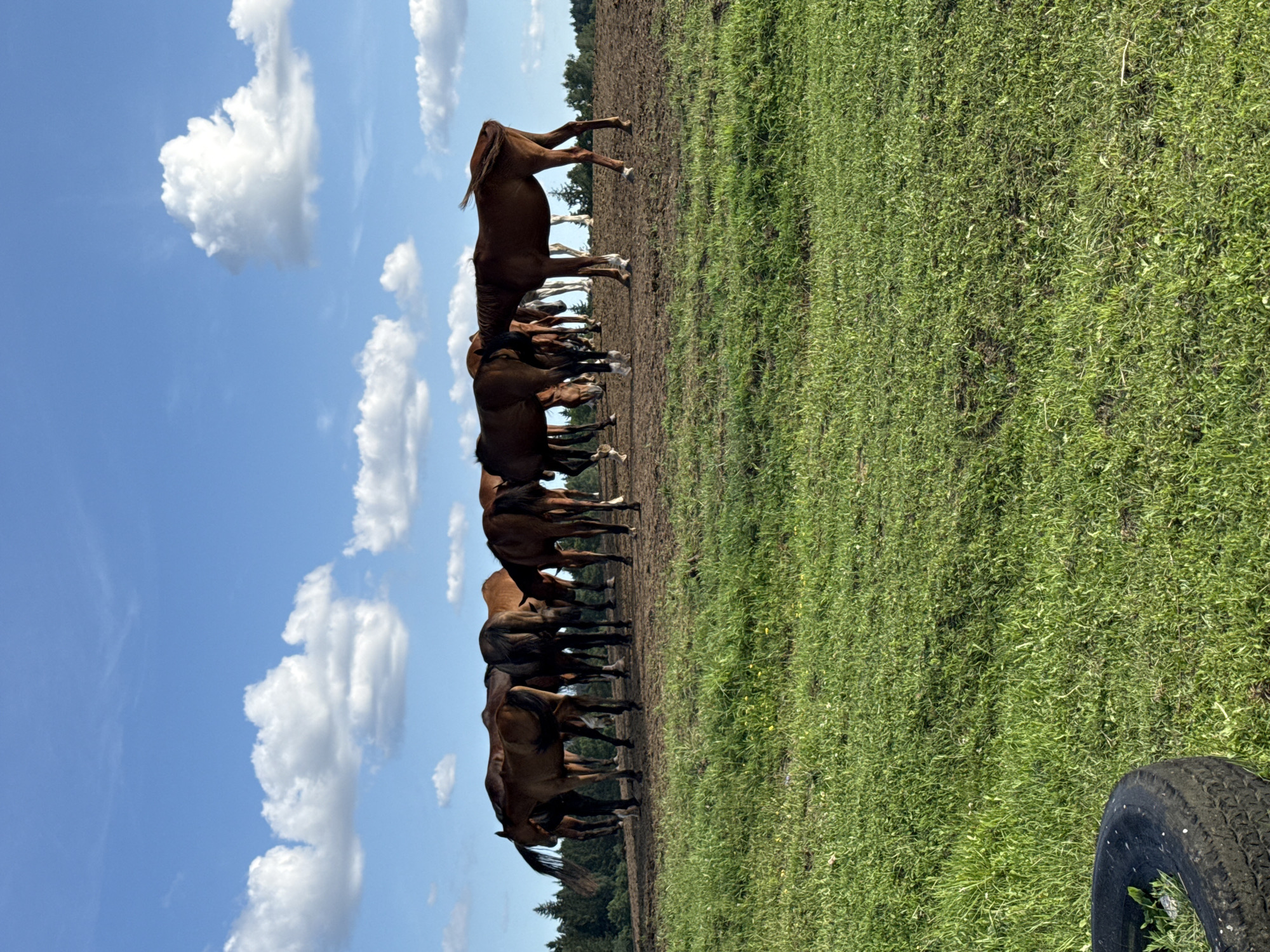 A herd of horses stands in a grassy field in the city of Galinė, Lithuania. The sky is a vibrant blue with scattered white clouds. The horses, predominantly brown and bay in color, are gathered together on a patch of dry, brown earth. Some are grazing, while others appear to be resting or interacting with each other. In the foreground, lush green grass covers the ground, and a black tire is partially visible on the left side of the frame. Behind the horses, a dense line of trees forms the horizon, with more trees scattered further back. The overall scene depicts a peaceful pastoral setting on a sunny day.