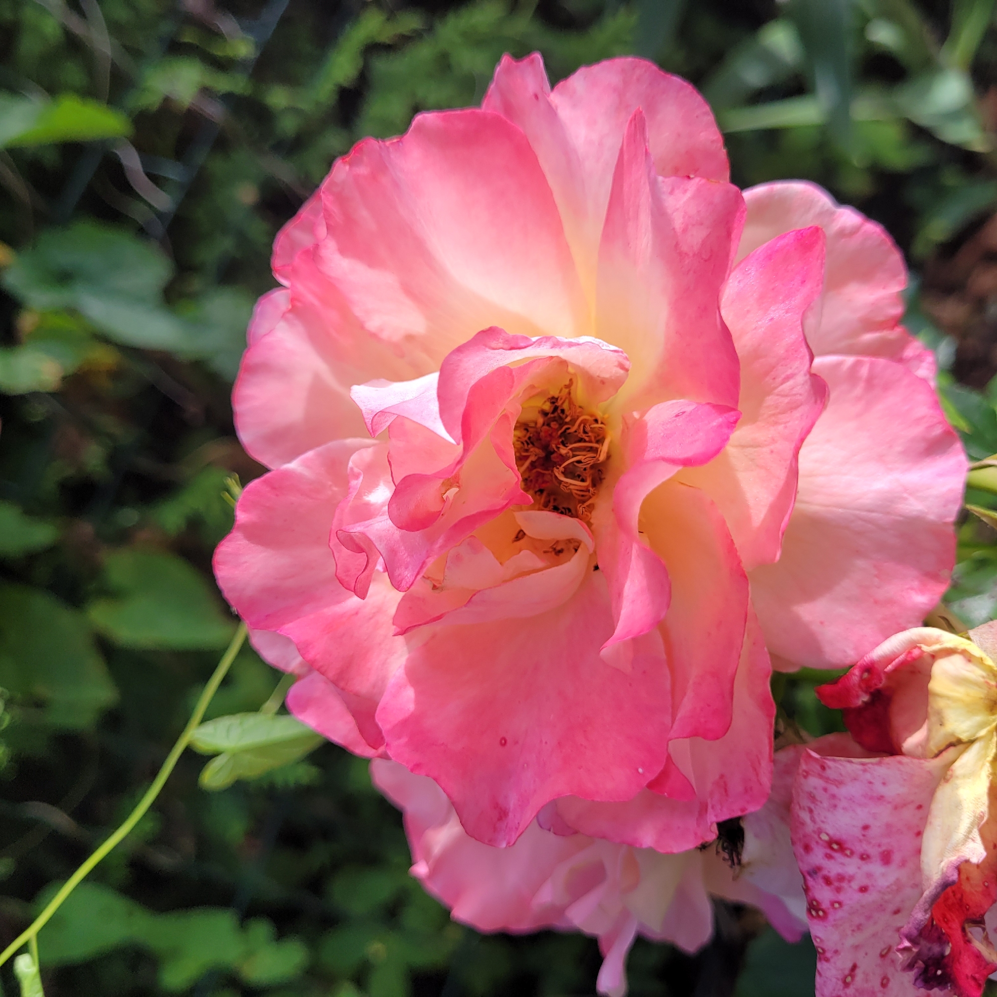 The image is a close-up photograph of a pink and white rose in bloom. The rose has multiple layers of delicate petals, with the outer petals being a vibrant pink and fading to a lighter pink and white towards the center. The center of the rose reveals brown stamens. In the lower left corner, parts of another rose are visible, appearing older and faded, with pink spots on its petals. The background is softly blurred, showing green foliage and hints of a dark fence. The lighting suggests it is daytime, with sunlight illuminating the rose. There is no information in the image to indicate its location in Jūrmala, Latvia.