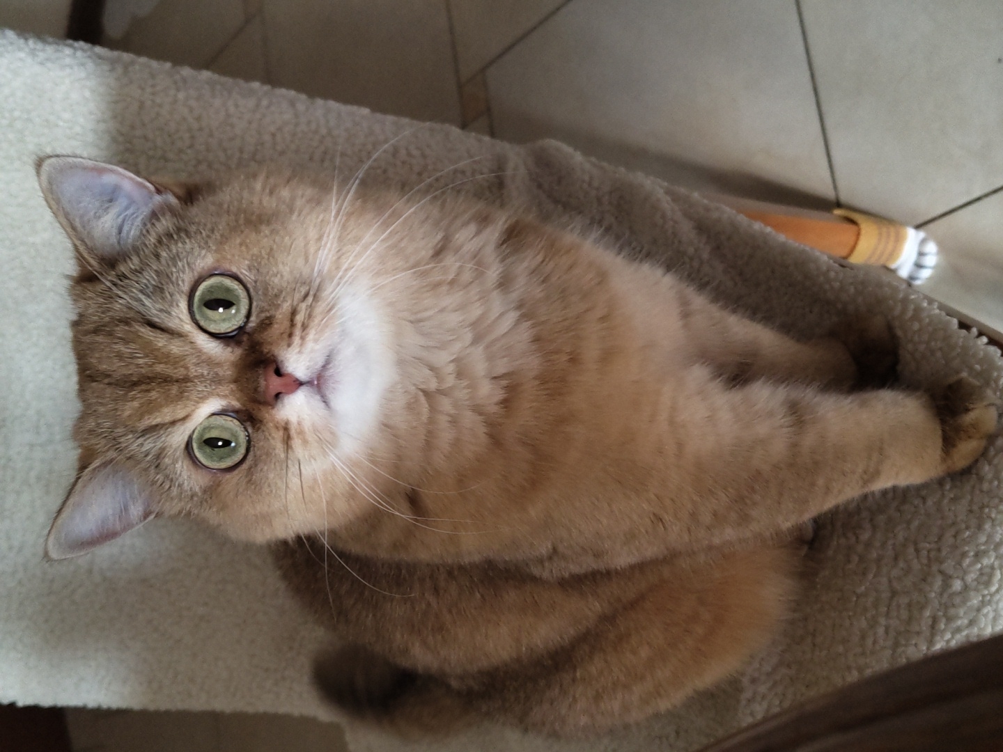 A British Shorthair cat with golden fur and large green eyes is sitting on a soft, cream-colored cushion. The cat is facing the camera directly, with its paws neatly tucked in front. The background is slightly blurred, showing a tiled floor and a glimpse of furniture. There is no identifiable information about the location in Krasnodar, Russia, or any people.
