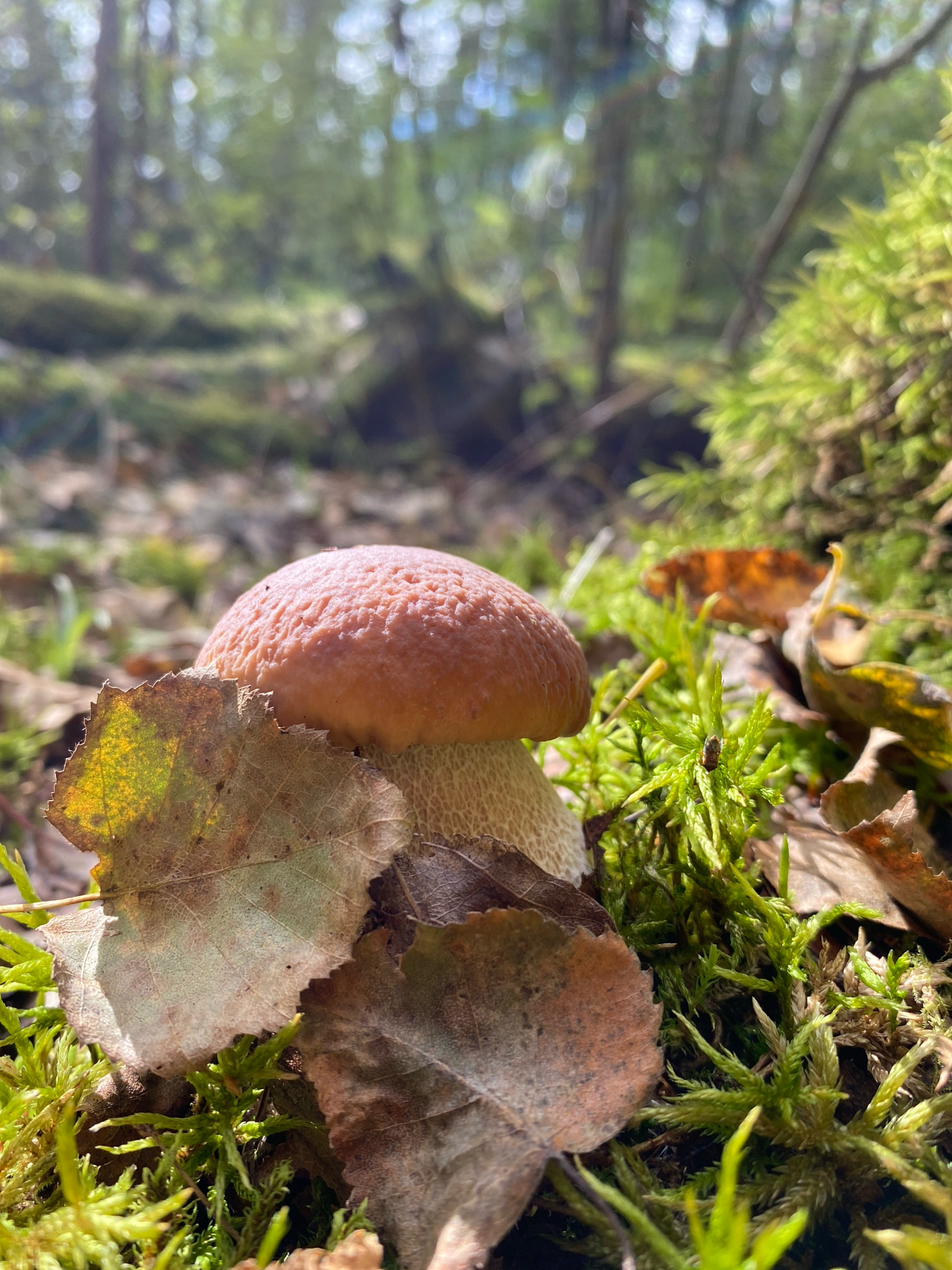 A close-up, low-angle shot captures a single mushroom with a reddish-brown cap and a light-colored stem. The mushroom is surrounded by lush green moss and a few fallen, dried leaves in various shades of brown and yellow. The background is blurred, showing a forest setting with trees and dappled sunlight filtering through the leaves. The scene appears to be in the city of Noviy, Russia, amidst a natural forest environment. There are no people or animals visible in the image.