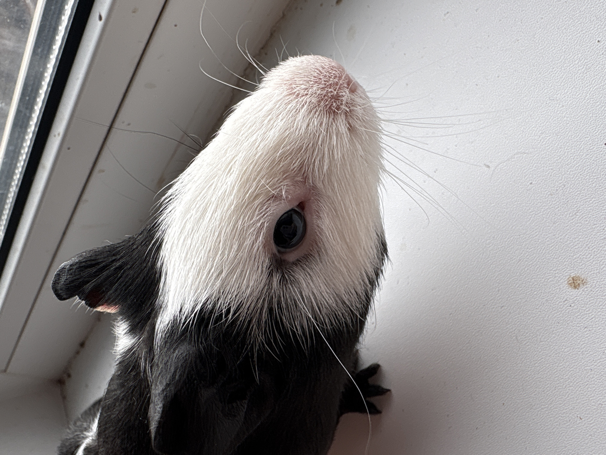 A close-up, high-angle shot focuses on a guinea pig. The guinea pig has a white face and black body. Its right ear and part of its body are visible on the left side of the frame. The guinea pig is positioned on a white surface, possibly a windowsill or table. The background includes a window frame visible on the upper left and faint spots on the white surface. The details of the guinea pig's face, including its eye, nose, and whiskers, are in sharp focus. The location is uncertain, as there is no information in the image that confirms the location to be in the city of Большая Кивара, Russia.