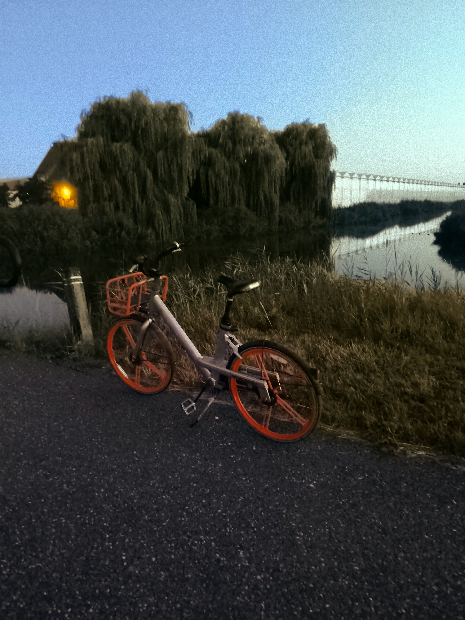 The image depicts a solitary bicycle parked on a dark asphalt path. The bicycle is light gray with orange accents on its wheels and basket. It is positioned in the foreground, with its front wheel turned slightly to the left. Behind the bicycle, tall, dry grass grows along the edge of a body of water. In the background, a dense cluster of weeping willow trees with long, drooping branches obscures a building and a bright yellow light. Further in the distance, a long, modern greenhouse structure with a white roof and many vertical supports stretches across the horizon, reflecting in the water. The sky above is a clear, pale blue, indicating either dawn or dusk. The scene is set in Andijk, Netherlands, near the IJsselmeer coast.