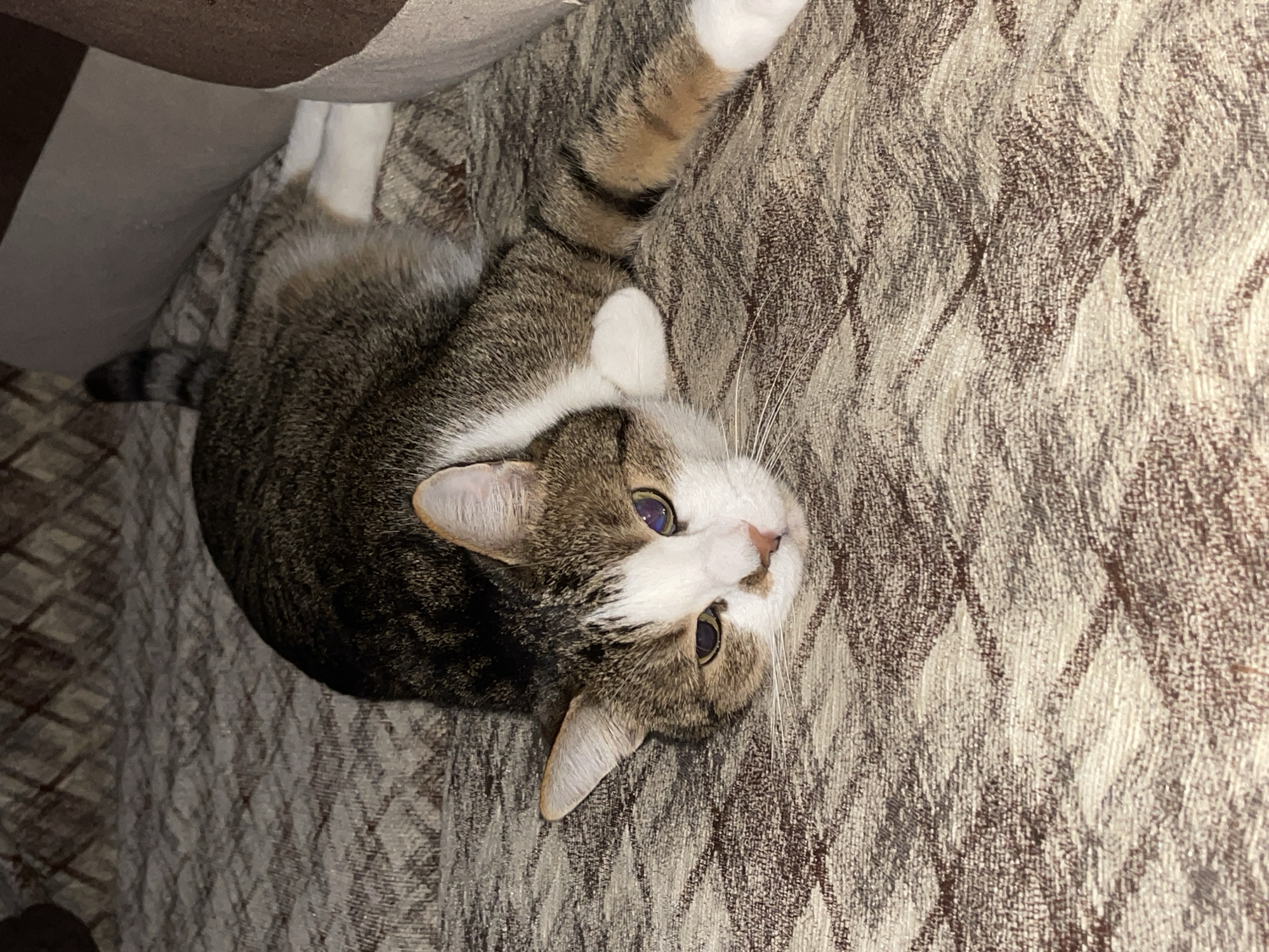 A cat with white and tabby markings is lying on a patterned brown and white surface. The cat is on its back, with one paw extended upwards. It appears to be indoors, possibly on a sofa or bed. There are no discernible landmarks to identify the location as Dryanovo, Bulgaria. There are no people visible in the image.