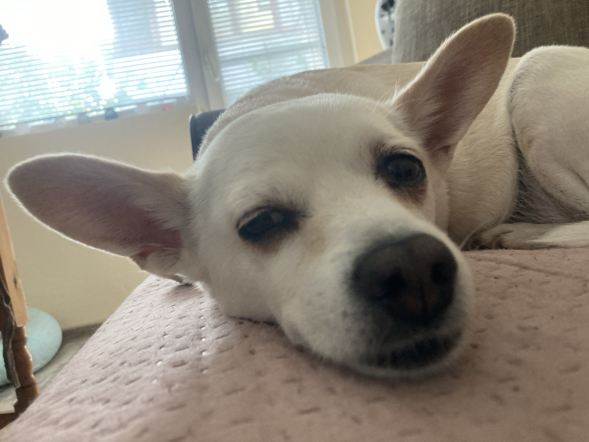 A close-up, eye-level shot shows a light-colored dog with large ears lying on a textured pink surface, likely a blanket or upholstery. The dog's head is resting on the surface, with its muzzle close to the camera. Its eyes are partially closed, and its expression appears relaxed or sleepy. The background is blurred, showing a window with blinds and a hint of an indoor setting. The lighting suggests an indoor environment, possibly during the day. This image was taken in Burgas, Bulgaria.