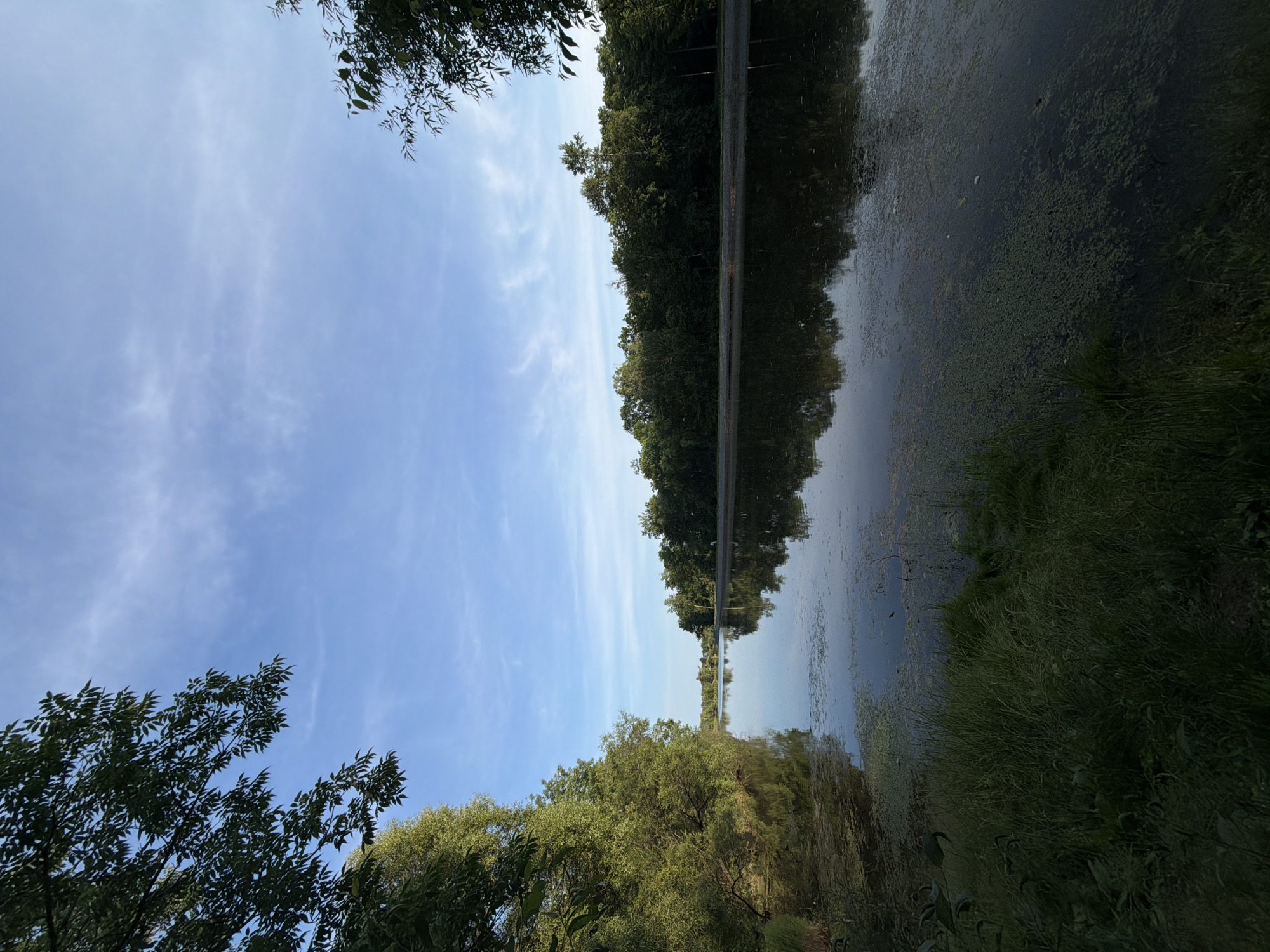 The image depicts a serene natural landscape with a calm body of water, likely a river or lake, reflecting the clear blue sky and surrounding dense green foliage. The foreground is dominated by lush, tall green grass and some aquatic vegetation on the water's surface. The middle ground showcases the tranquil water stretching into the distance, bordered by a dense line of trees on both sides. The trees form a thick, unbroken canopy, creating a sense of depth and enclosure. In the background, the sky is a vibrant blue with thin, wispy white clouds. The overall impression is one of peace and natural beauty.
Without additional information or context, it is impossible to definitively confirm or deny the location of this image within the city of Birobidzhan, Russia. The scene presents a generic natural setting that could be found in many locations.