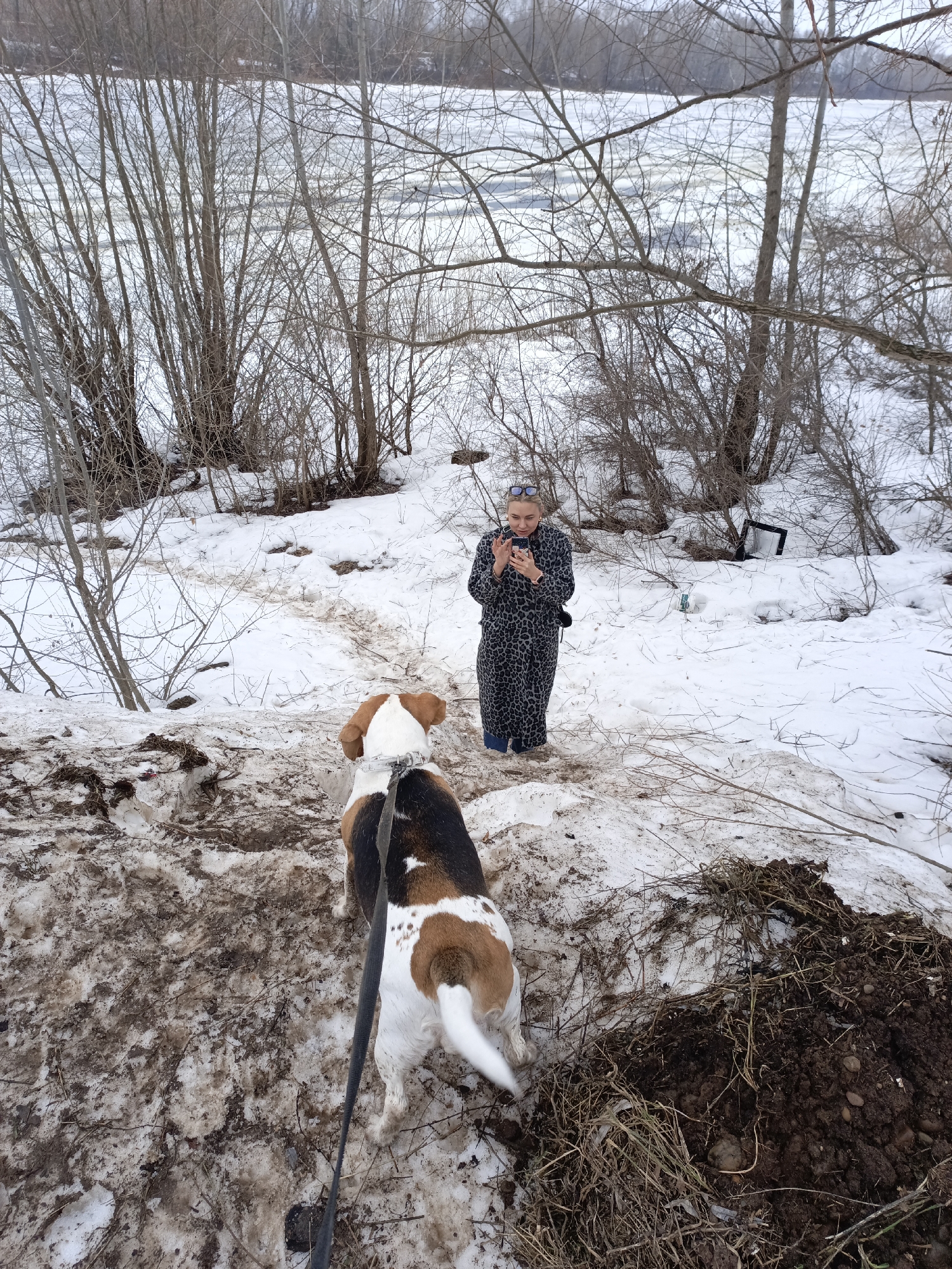 The photograph, taken in what appears to be a snow-covered, wooded area in the city of Chaikovsky, Russia, depicts a woman and two dogs. The woman, standing amidst the snow, is fair-skinned and wearing a long coat with a grey and black animal print pattern, jeans and dark sunglasses perched atop her head. She holds a mobile phone in her hands, seemingly engaged in using it. In the foreground, two tri-colored beagle-type dogs are positioned. The dog closest to the camera has a black back, tan and white sides, and a white tail. A leash is attached to its collar, extending towards the bottom of the frame. The second dog, partially obscured, is also tri-colored. The setting shows evidence of melting snow, revealing patches of mud and bare ground. Bare trees and bushes populate the background, and a partially frozen river can be seen in the distance. The overall scene suggests a winter day walk.