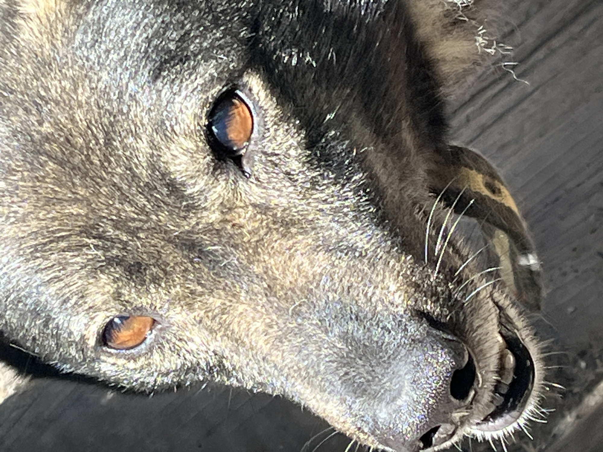 This is a close-up, low-angle, vertical shot of a dog's face, positioned in the city of Krasnyye Barrikady, Russia. The dog has brown eyes and a dark, wet nose with visible whiskers. Its mouth is partially open, revealing teeth and gums. The dog's fur is a mix of brown and gray. The background is dark and textured, appearing to be wooden planks. There are no people present in the image, and no specific actions or interactions are depicted.