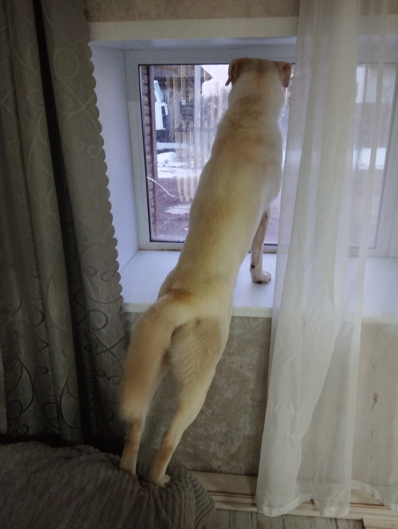 A light-yellow Labrador Retriever stands on its hind legs on a grey fabric-covered object, facing a window in what appears to be a room in Grishanki, Russia. The dog's front paws are on the windowsill. The window is framed by a white frame and looks out onto a snowy exterior with a fence and possibly another building. To the left of the window are heavy, patterned grey curtains, and to the right are sheer white curtains. The location is based on available geotagging information.