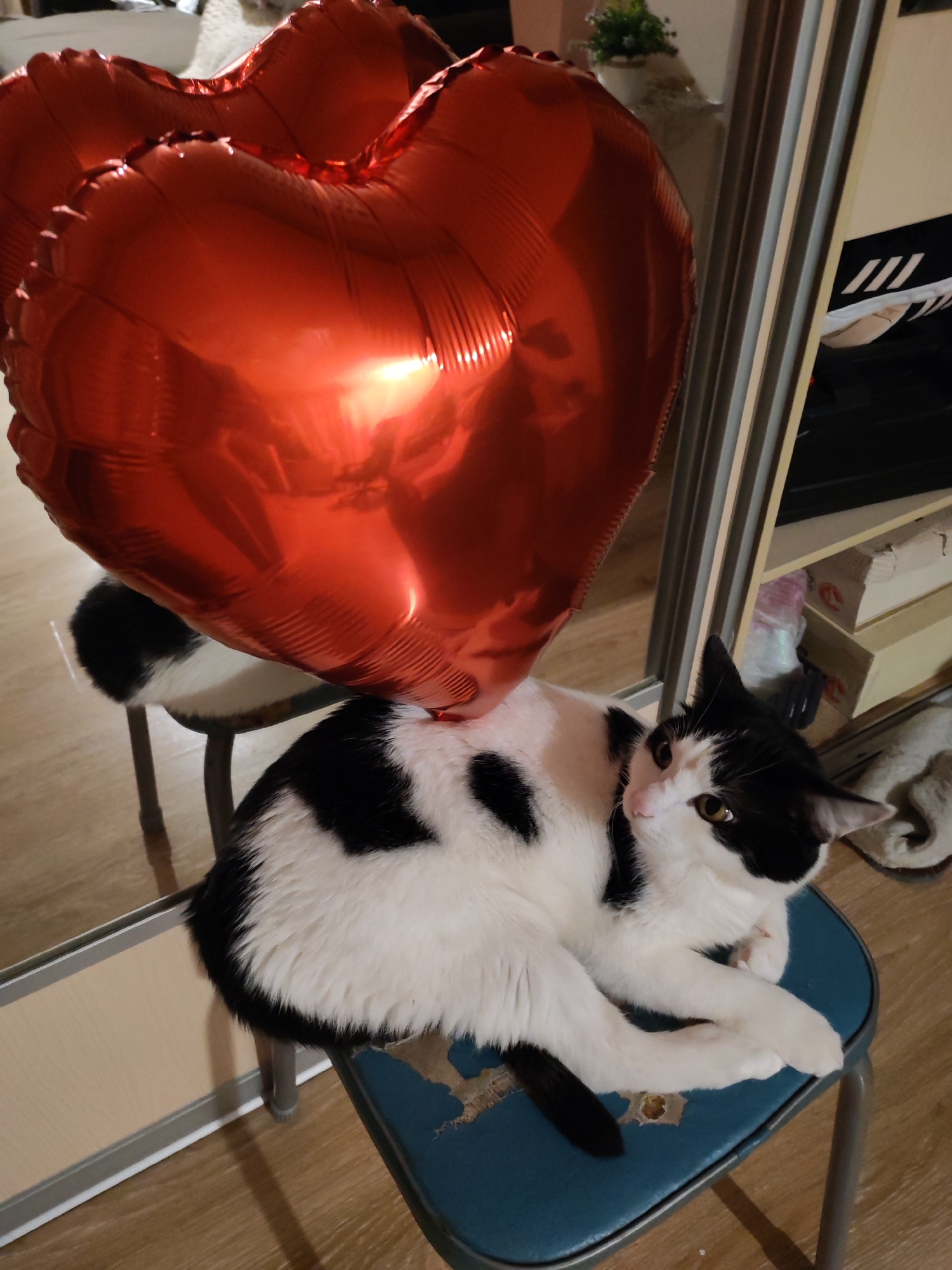 The image depicts a black and white cat lying on a small, blue, cushioned stool. A large, red, heart-shaped balloon hovers over the cat. The scene appears to be indoors, possibly in a residential setting, with a mirrored wardrobe in the background. The location is Chaikovsky, Russia.
