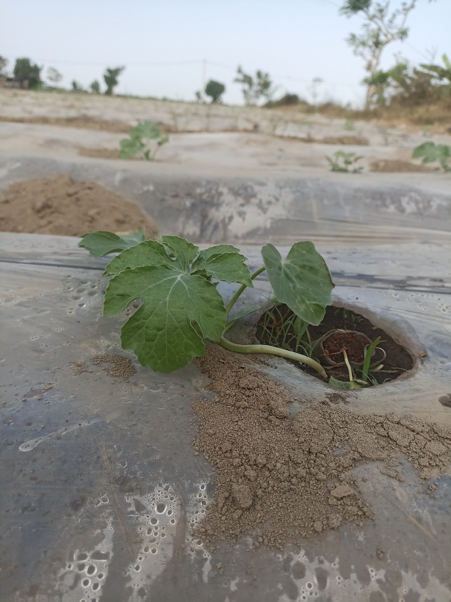 A close-up, low-angle shot captures a young, green watermelon seedling emerging from a hole in black plastic sheeting laid across a field. The seedling's leaves are broad and lobed, with visible veins. The plastic sheeting is slightly wrinkled and shows condensation droplets and some dirt particles. In the foreground, to the left and right, mounds of brown soil are visible. The background is out of focus, showing more rows of similar sheeting and scattered vegetation, including trees, under a pale sky. The scene depicts agriculture in a rural setting, likely a farm in Pandanarum, Indonesia. There are no people visible in the image.
