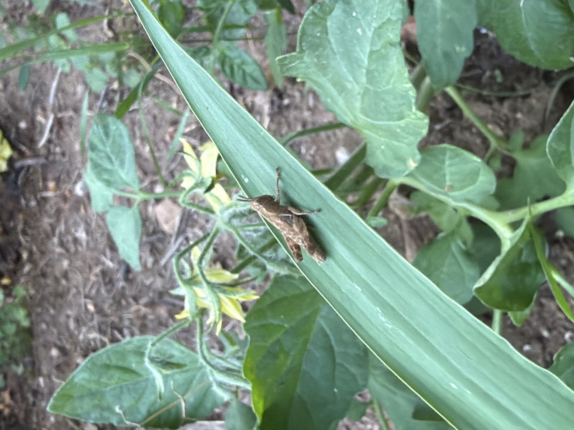 In a garden setting, likely in Noevtsi, Bulgaria, a brown grasshopper is perched on a long, vibrant green leaf. The grasshopper is facing left, its body angled upwards. The leaf itself is a prominent element, stretching diagonally across the frame from the lower left to the upper right. Behind the leaf, the background consists of dark soil interspersed with green foliage and small yellow flowers, suggesting a natural or cultivated outdoor environment. The lighting appears to be natural daylight, casting soft shadows. The overall scene is one of close-up observation of nature, highlighting the grasshopper and its immediate surroundings.