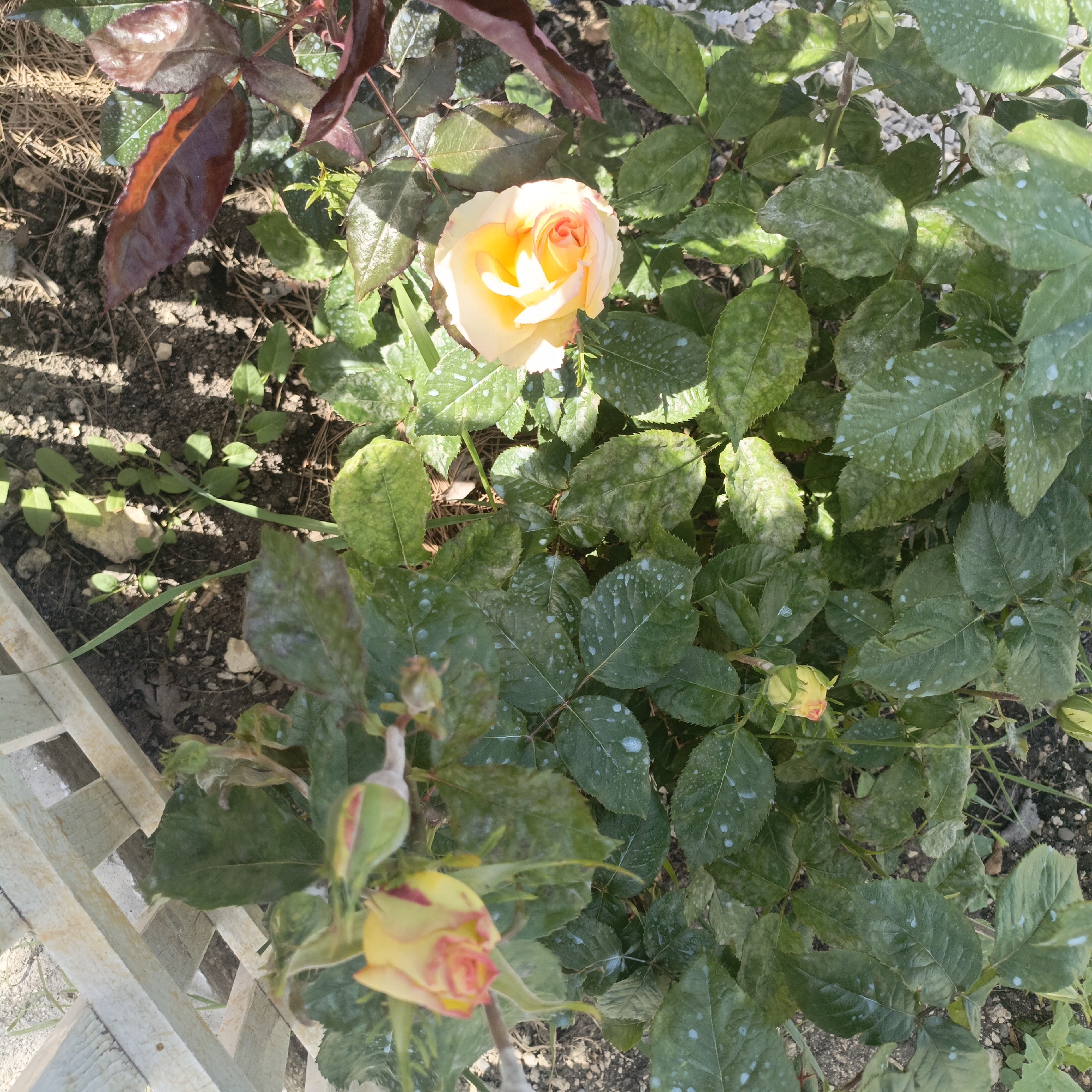 A high-angle medium shot depicts a rose bush in a garden. The rose bush has several yellow and pink roses, with one in full bloom at the top center of the frame. The leaves of the rose bush are green and have some white spots on them. The rose bush is surrounded by other plants and foliage, including some with dark red leaves in the upper left of the frame. The ground around the rose bush is covered in soil and some small rocks. A white lattice fence is visible in the lower left corner of the frame. The lighting is bright and sunny. The precise location in Sevastopol, Ukraine, is not discernible from the image.