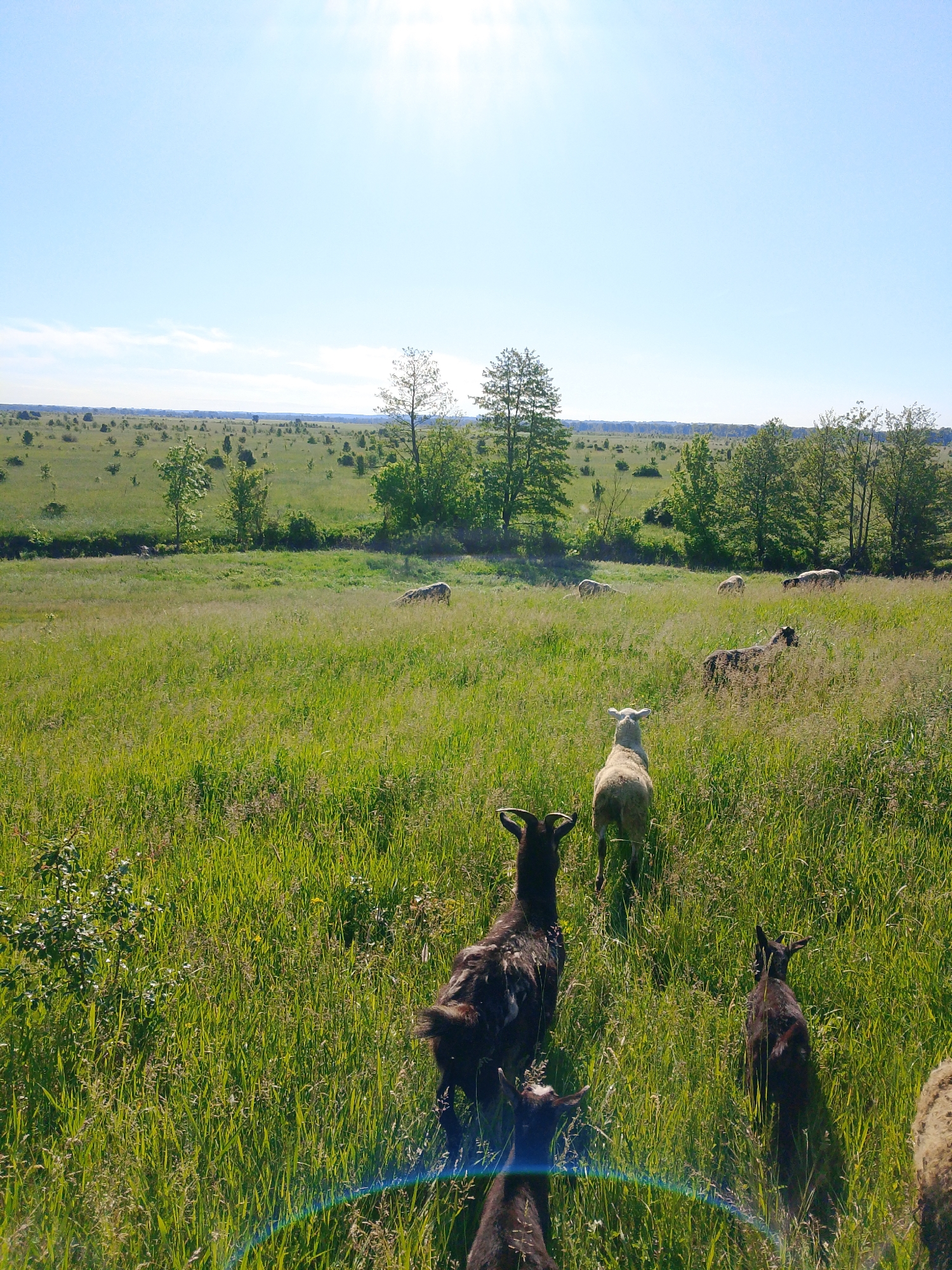 The image depicts a rural scene on a sunny day. In the foreground, several goats and sheep are visible, moving through tall, green grass. The animals are of varying colors, including white, black, and brown. The vegetation is lush and covers most of the ground. In the background, a field stretches out towards the horizon, dotted with trees and bushes. The sky is blue with a few scattered clouds and a bright sun. The location is a field in the city of Unknown, Unknown.