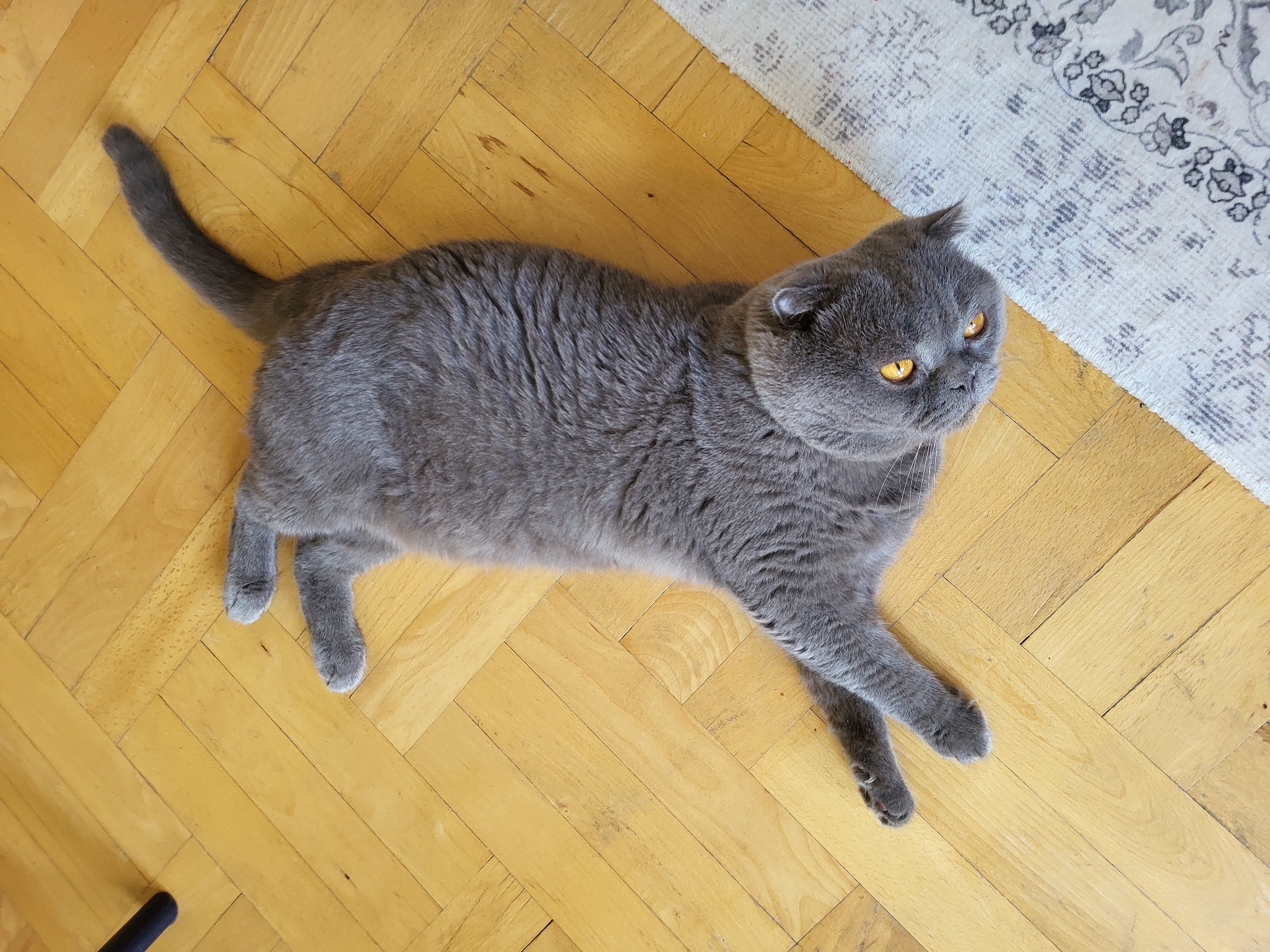 A grey British Shorthair cat is lying on a wooden floor with a rug on the right side of the frame. The cat is positioned diagonally, with its head facing the viewer and its body extended away. The cat has bright orange eyes and appears to be relaxed. The wooden floor is laid in a herringbone pattern. The rug is light-colored with a dark grey floral pattern. In the upper left corner, a dark cylindrical object, possibly the leg of a chair or table, is partially visible. The lighting in the image suggests an indoor setting, likely during the daytime.