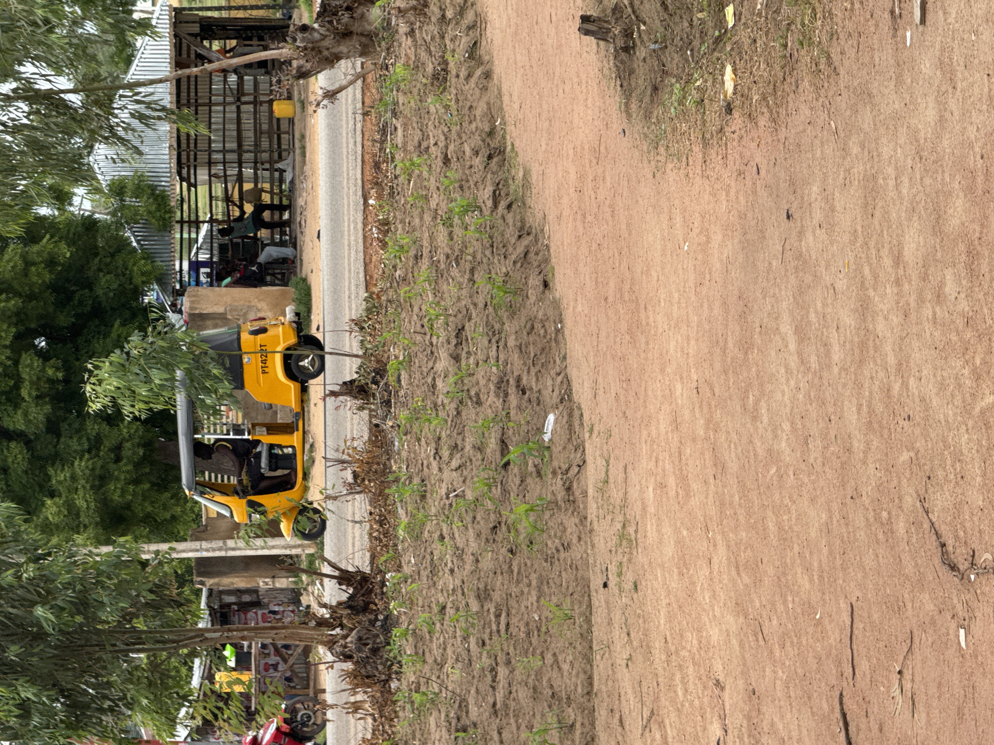 The image depicts a street scene in Jauro Yinu, Nigeria. In the foreground, a dirt path curves to the right, with sparse vegetation and dry branches scattered on the ground. Beyond the path, a field of young green plants, likely corn shoots, emerges from dark, tilled soil. A dirt road runs horizontally across the mid-ground, with a yellow auto-rickshaw, identified by the license plate "PT422T," stopped on the right side. A person is visible in the driver's seat. To the right of the road, a covered structure with a corrugated metal roof and open sides houses several people sitting and standing. One individual is seated on a bench, leaning forward, while others are in various relaxed postures. A yellow plastic container is placed on the ground near this structure. Further left, a red motorcycle is parked. Trees with lush green foliage frame the scene, with a tall, weathered pole also visible. The overall environment suggests an outdoor, semi-urban setting.