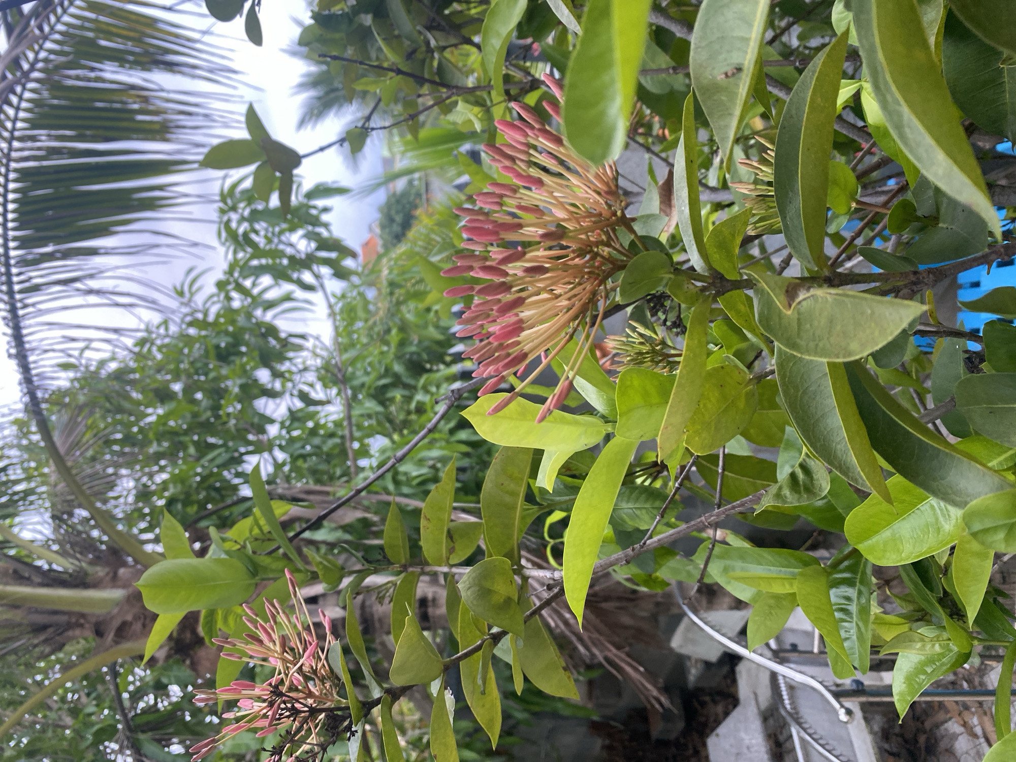 A close-up, eye-level, vertical shot shows a cluster of pink Ixora flowers, still in bud form, on a branch. The flowers are arranged in a spherical shape, with many small, pointed buds pointing outwards. They are a vibrant pink color, with some hints of yellow and orange at the base of the buds. The leaves of the Ixora plant are a deep, glossy green, with a pointed tip and a smooth texture. They are arranged opposite each other on the stem.
In the background, out of focus, are more green foliage and the fronds of a palm tree. A sliver of a gray concrete wall or structure is visible on the left side of the frame, with a hint of a metal railing. The sky is overcast and appears bright white, suggesting a cloudy day. The scene is likely outdoors, in a garden or natural setting, possibly in Mũi Né, Vietnam, a coastal resort town known for its beaches and sand dunes, where tropical plants like Ixora are common. No people or animals are present in the image. The lighting is diffused, creating soft shadows and highlighting the textures of the plants. The overall impression is one of lush, tropical greenery.