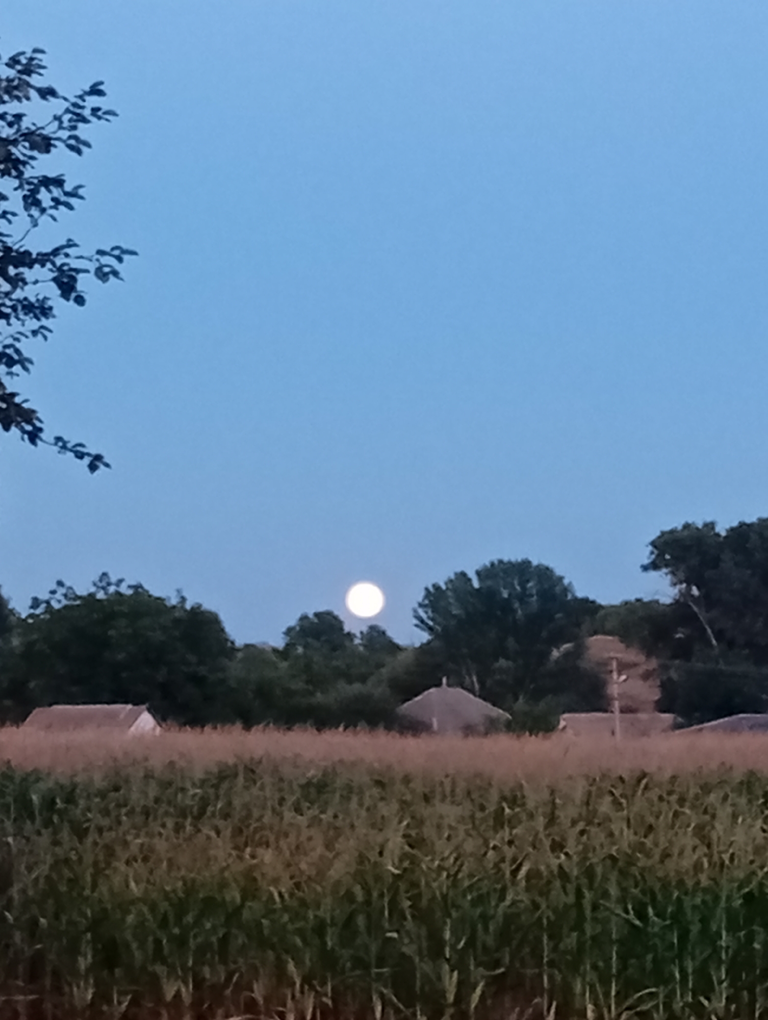 A bright full moon is visible in the distance, centered in the frame against a clear, pale blue twilight sky. In the foreground, a dense field of tall, dry corn stalks stretches across the lower half of the image, their tops illuminated by the moon. Behind the cornfield, a line of dark green trees forms a lush horizon. Peeking through the trees are the roofs of several structures, appearing as thatched or weathered materials. A silhouetted tree branch with sparse leaves is visible in the upper left corner.