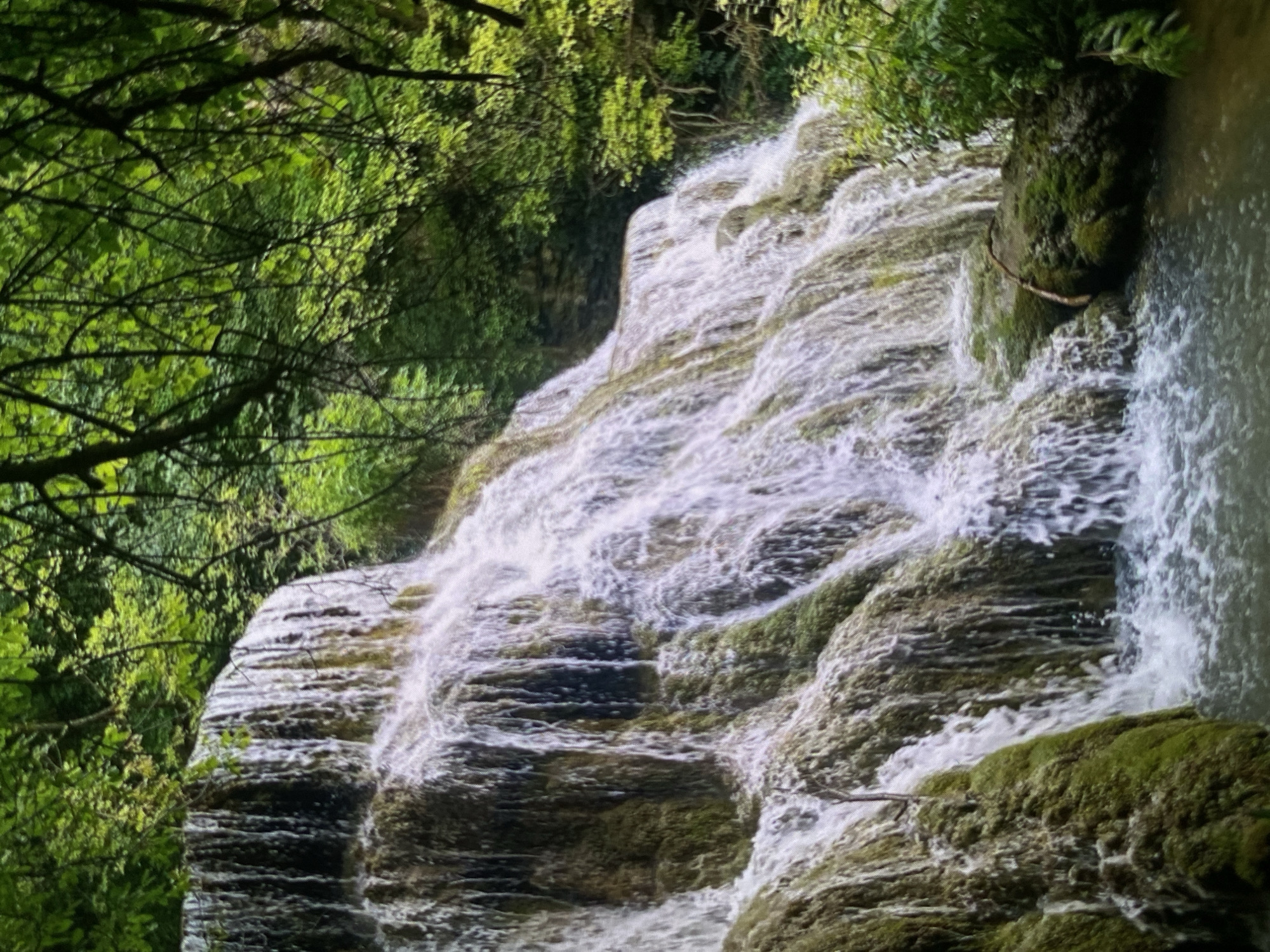 This image presents a vibrant natural waterfall cascading over a series of rocky, moss-covered terraces within a lush, green forest environment. The scene is likely located in Bankya, Bulgaria, known for its natural beauty.
The dominant feature is the multi-tiered waterfall, which occupies the central and right portions of the frame. White, frothy water tumbles down numerous irregular rock formations, creating a dynamic visual flow. The rocks are heavily covered in rich green moss, particularly in areas less directly impacted by the rushing water, giving the landscape a verdant and ancient feel. On the far right, the water appears calmer, suggesting a pooling area or a continuation of the stream.
Dense, green foliage, primarily composed of trees and bushes, frames the waterfall on the left and top sides of the image. Dark, intricate branches are visible against a backdrop of bright green leaves, indicating a rich and healthy forest canopy that partially shades the waterfall. The lighting suggests it is daytime, with natural light illuminating the scene and highlighting the textures of the water and moss.
There are no people or man-made objects visible, underscoring the untouched and serene quality of the natural setting. The image evokes a sense of tranquility and the invigorating power of nature. No text is visible within the media.