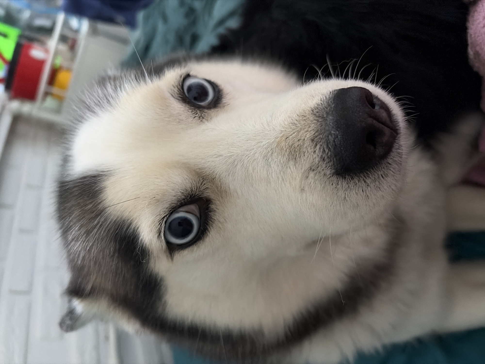 A close-up, head-on shot shows a Siberian Husky with striking blue eyes. The dog's fur is a mix of black and white, with distinctive black markings around its eyes and on its head. Its nose is black and wet, with prominent white whiskers. The dog appears to be indoors, with a blurred background that suggests a domestic setting. A teal-colored blanket or surface is visible beneath the dog, and a pink object is partially visible in the lower right corner. The lighting is natural and soft, highlighting the dog's features. No specific location in Fyodorovskoye, Russia, can be determined from the image.