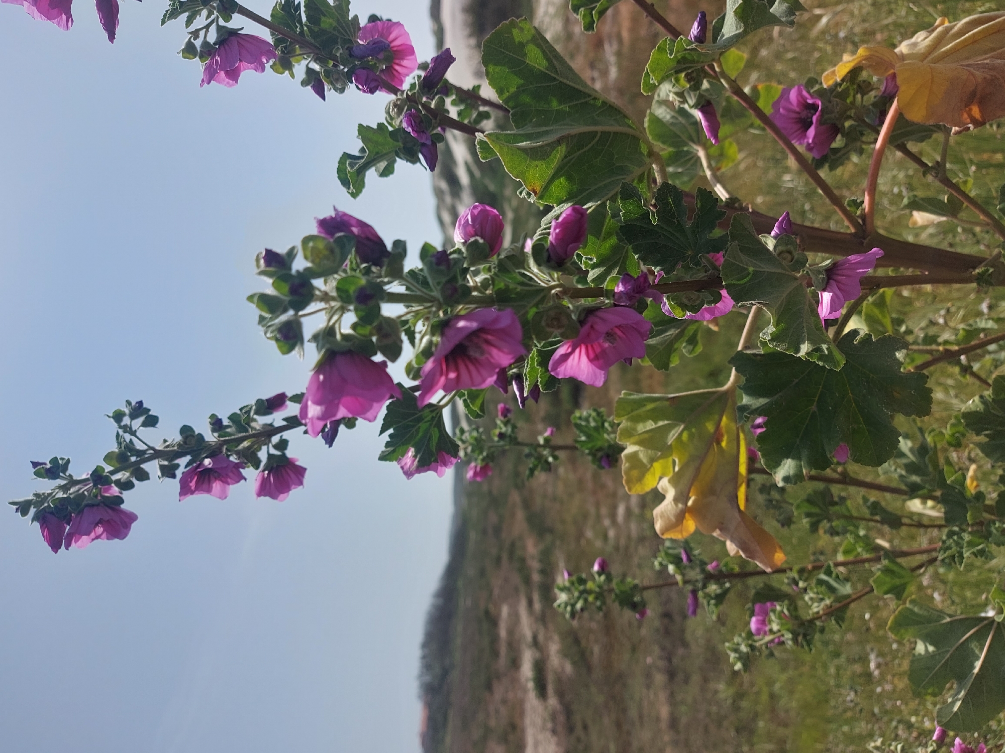 The image depicts a close-up view of purple flowers and green leaves against a backdrop of land and sky. The flowers are in various stages of bloom, with some fully open and others still in bud. The leaves are textured and varied in color, with some showing signs of yellowing. The background consists of a landscape, possibly a hillside, and a clear blue sky. The picture was taken in Gafanha da Nazaré, Portugal.