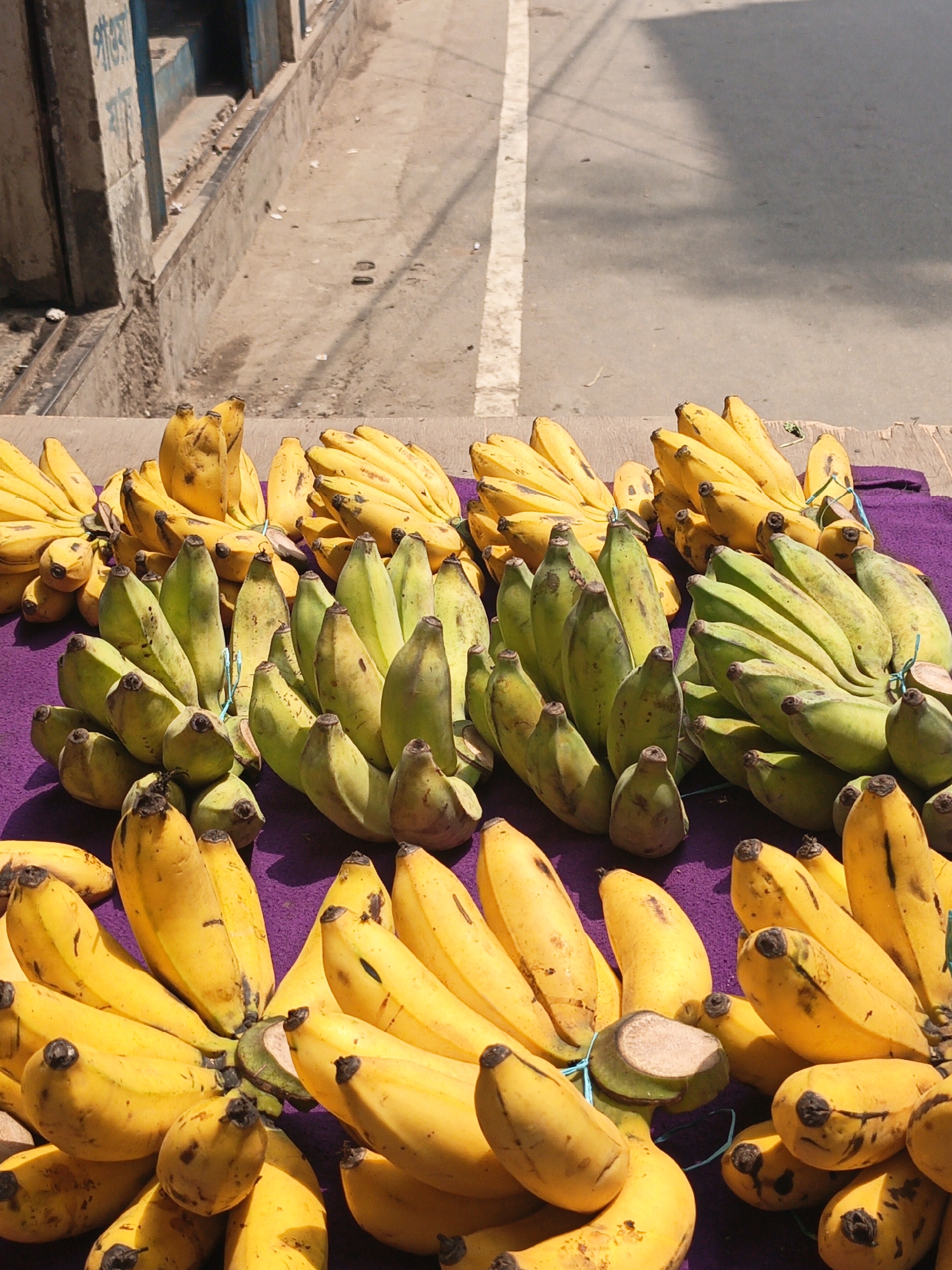 This media file presents an eye-level view of a vibrant street vendor's display of bananas in Dhaka, Bangladesh. The foreground is filled with numerous bunches of bananas, meticulously arranged on a purple fabric or mat that covers the ground.
The display showcases a variety of bananas, with many bunches appearing bright yellow and ripe, while others are distinctly green and unripe. Both types are presented in large, intact clusters, some seemingly tied with thin strings. The bananas are the primary focus, spread across the bottom half of the frame, hinting at abundance and freshness.
The setting is an outdoor, sunlit environment. Strong, defined shadows are cast by the banana bunches and overhead elements, indicating bright sunshine and likely midday or early afternoon. Behind the fruit display, a dusty, light-colored concrete ground or road surface stretches into the background. A clear white line runs vertically along this surface, suggesting a lane marker or edge of a pathway.
Further back, on the left side, a concrete wall or the base of a building is visible. This structure has patches of faded blue paint, and on one of these blue sections, faint, possibly white, text in Bengali script is discernable, though not clearly legible. The overall scene suggests a typical, bustling street or market setup, where produce is openly displayed for sale. No individuals are visible, but the arrangement of the bananas strongly implies an active vending operation.