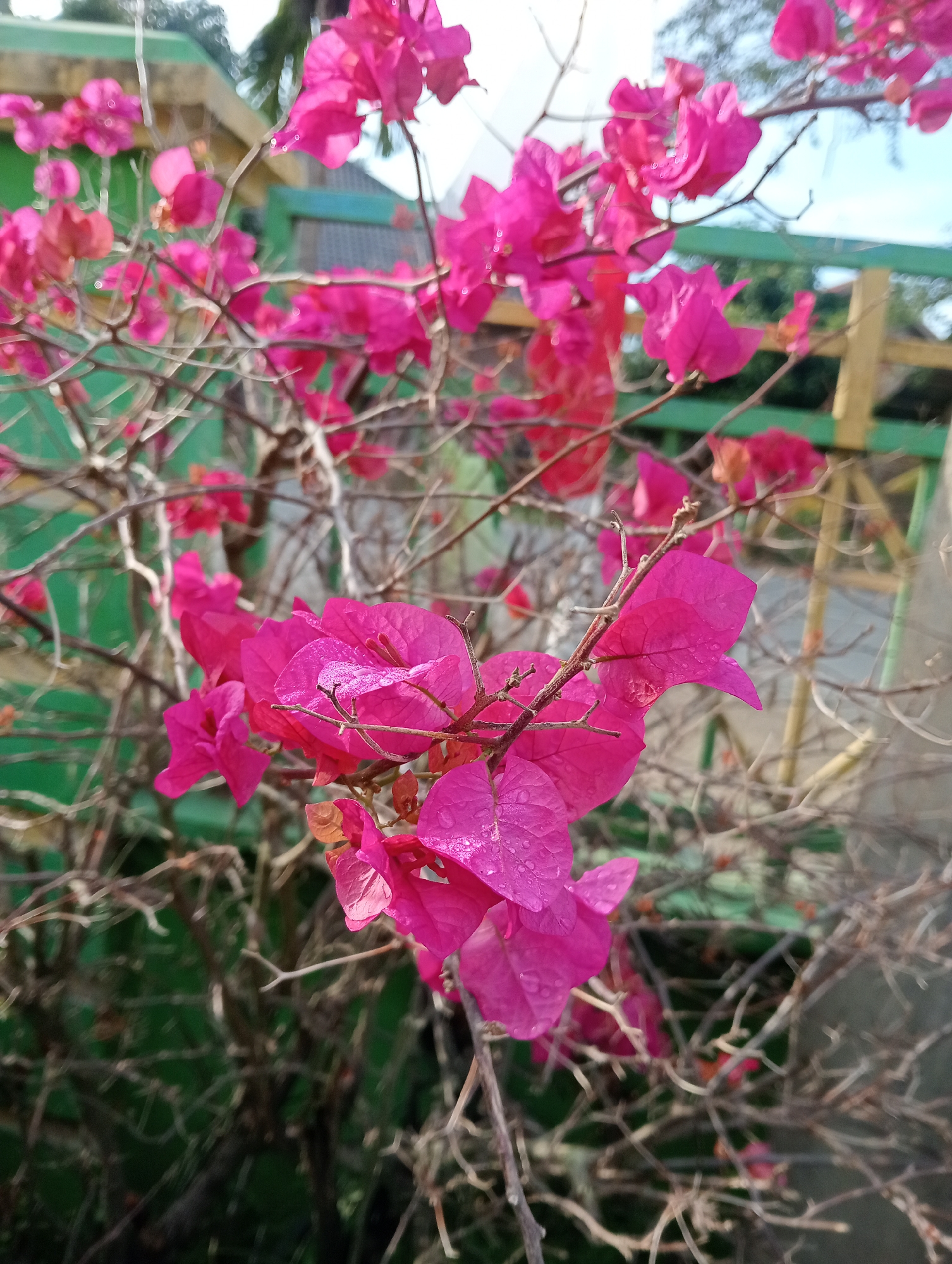 The image shows a close-up view of bright pink bougainvillea flowers with water droplets on their petals. The flowers are attached to thin, bare branches, suggesting a cool or dry period. In the background, a blurred green and yellow structure, possibly a fence or building, is visible. The scene appears to be outdoors, with a hint of a sky peeking through the leaves. The location is specified as Keudekrueng, Indonesia.